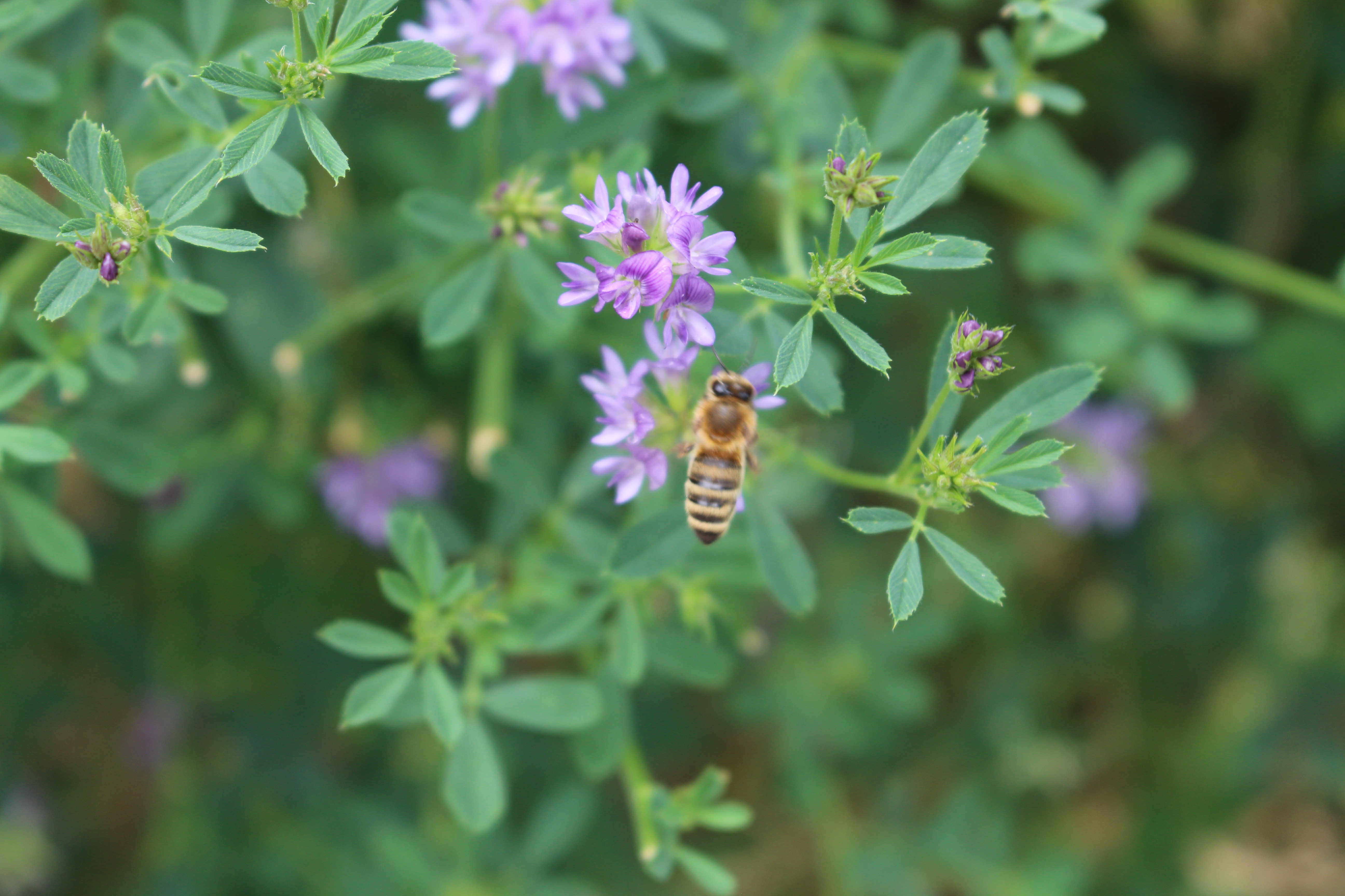 Macro and Micro Picture of the Day 2021-08-07