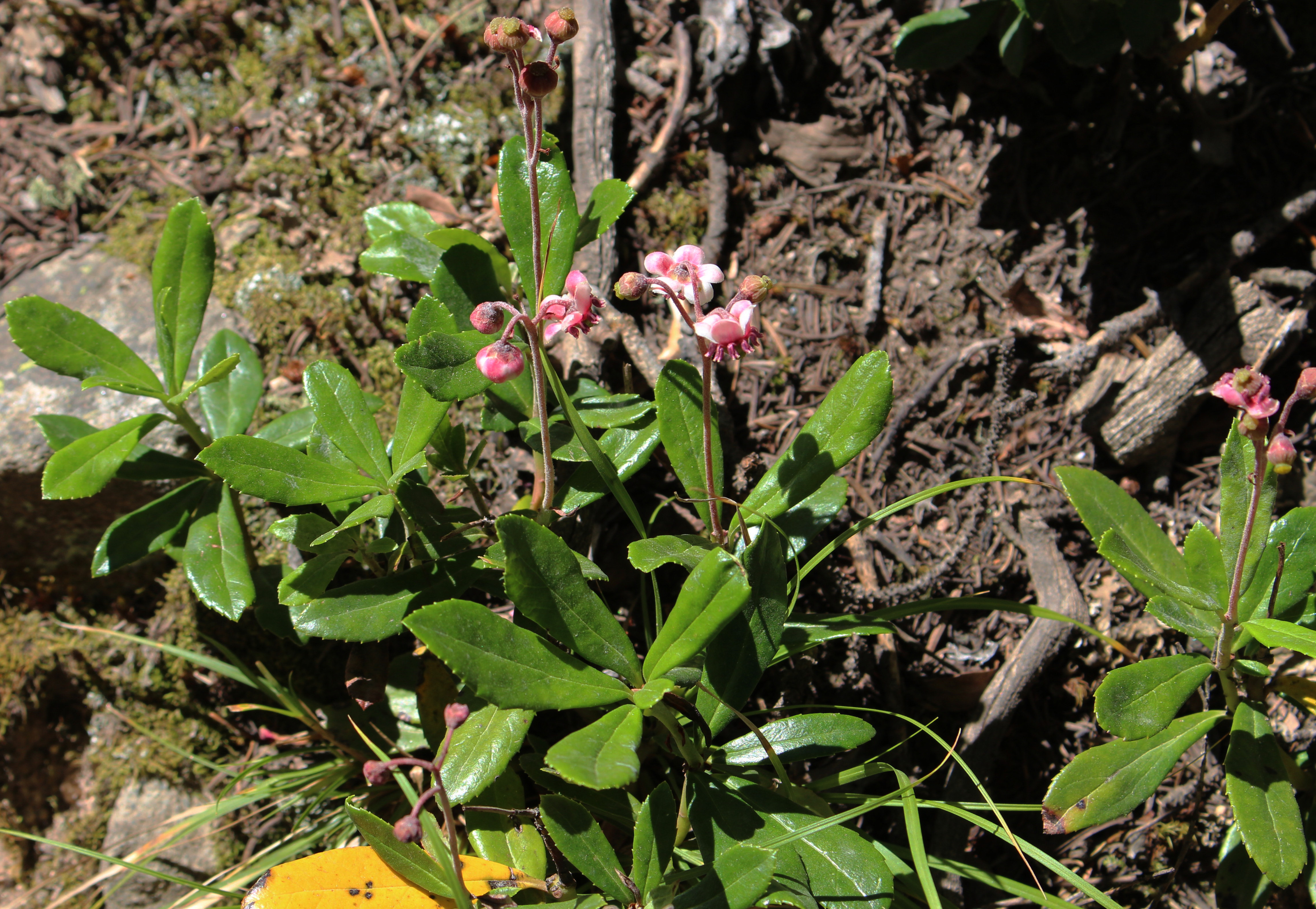 Macro and Micro Picture of the Day 2021-08-11