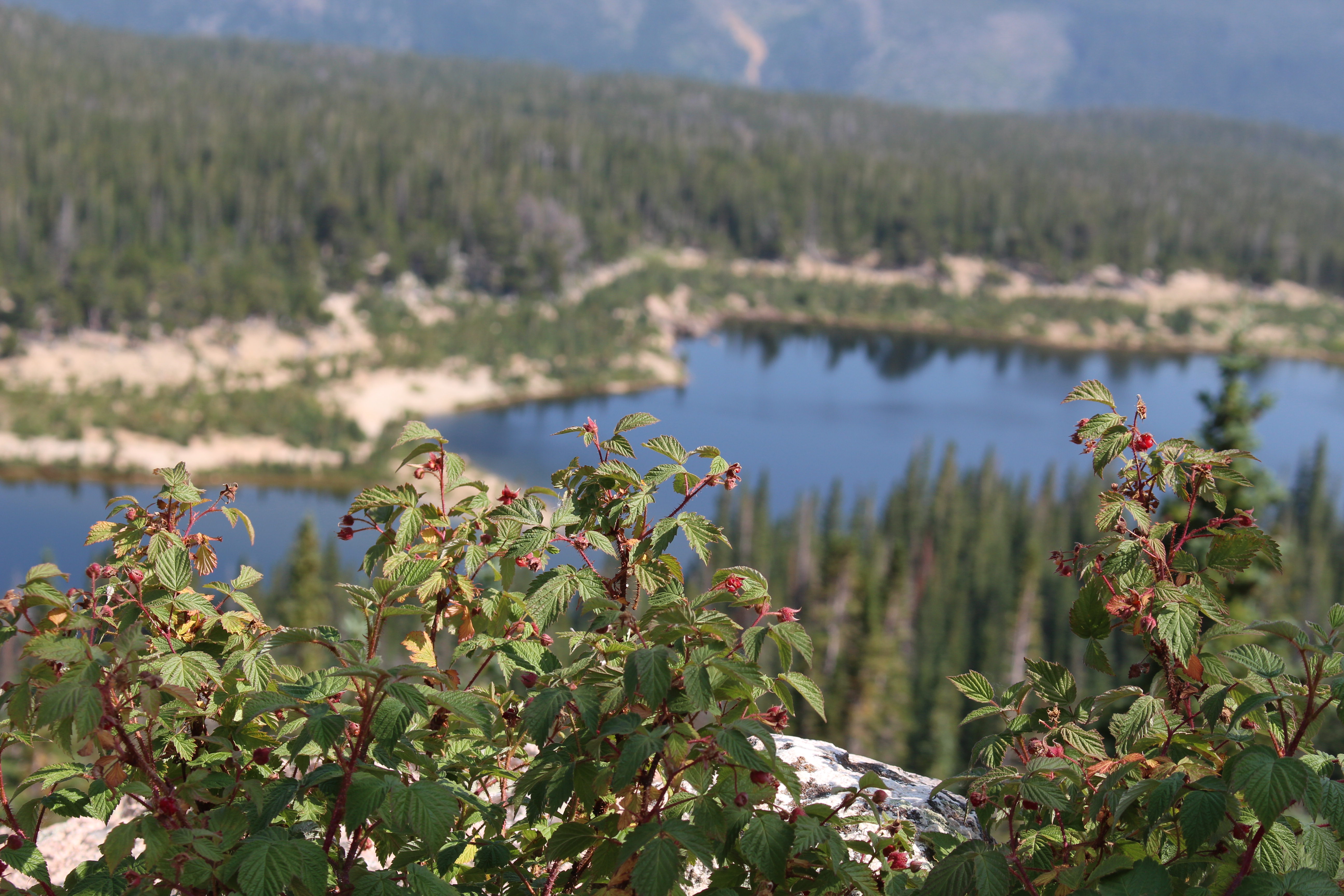 Macro and Micro Picture of the Day 2021-08-13