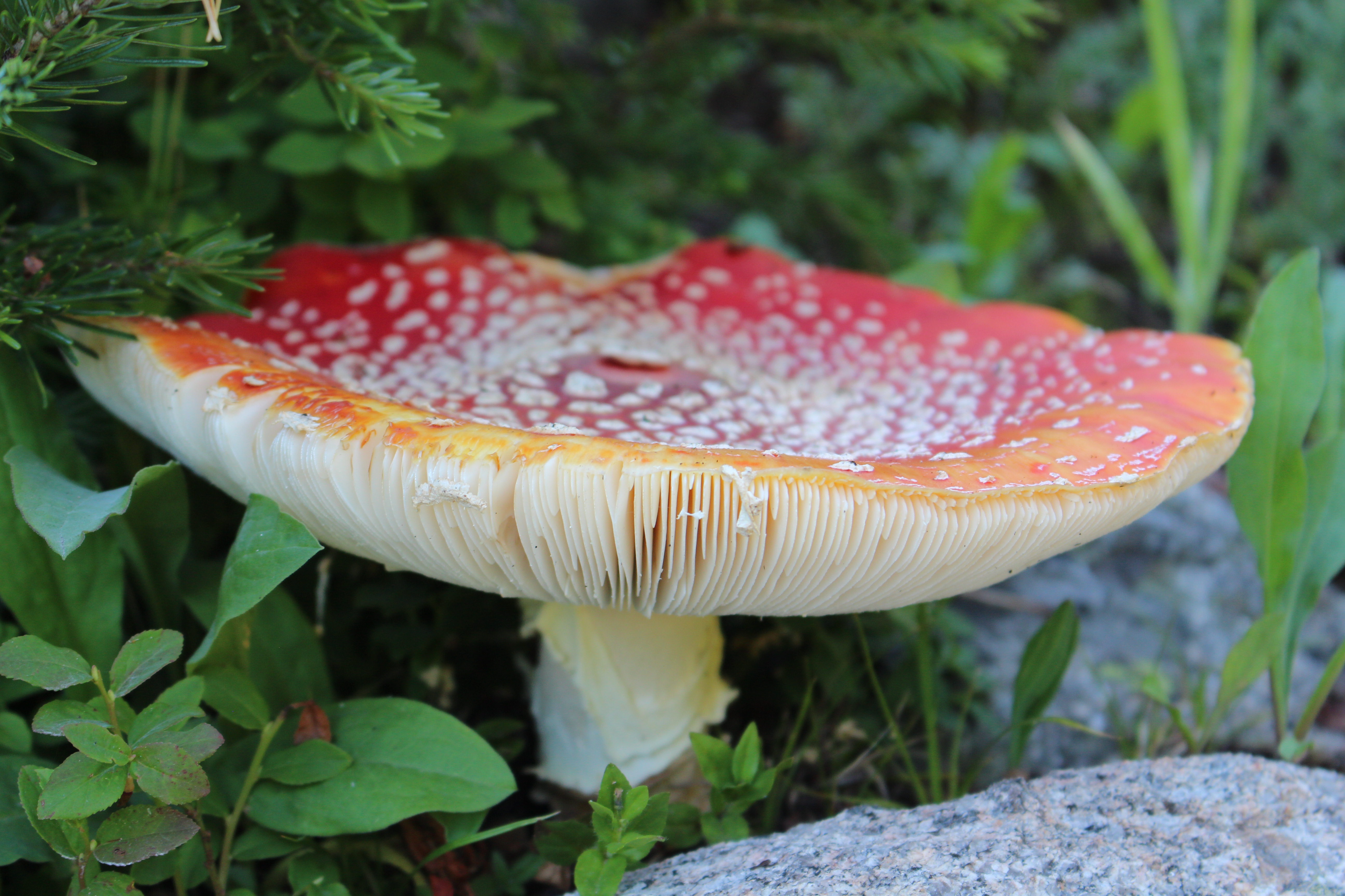 Macro and Micro Picture of the Day 2021-08-15