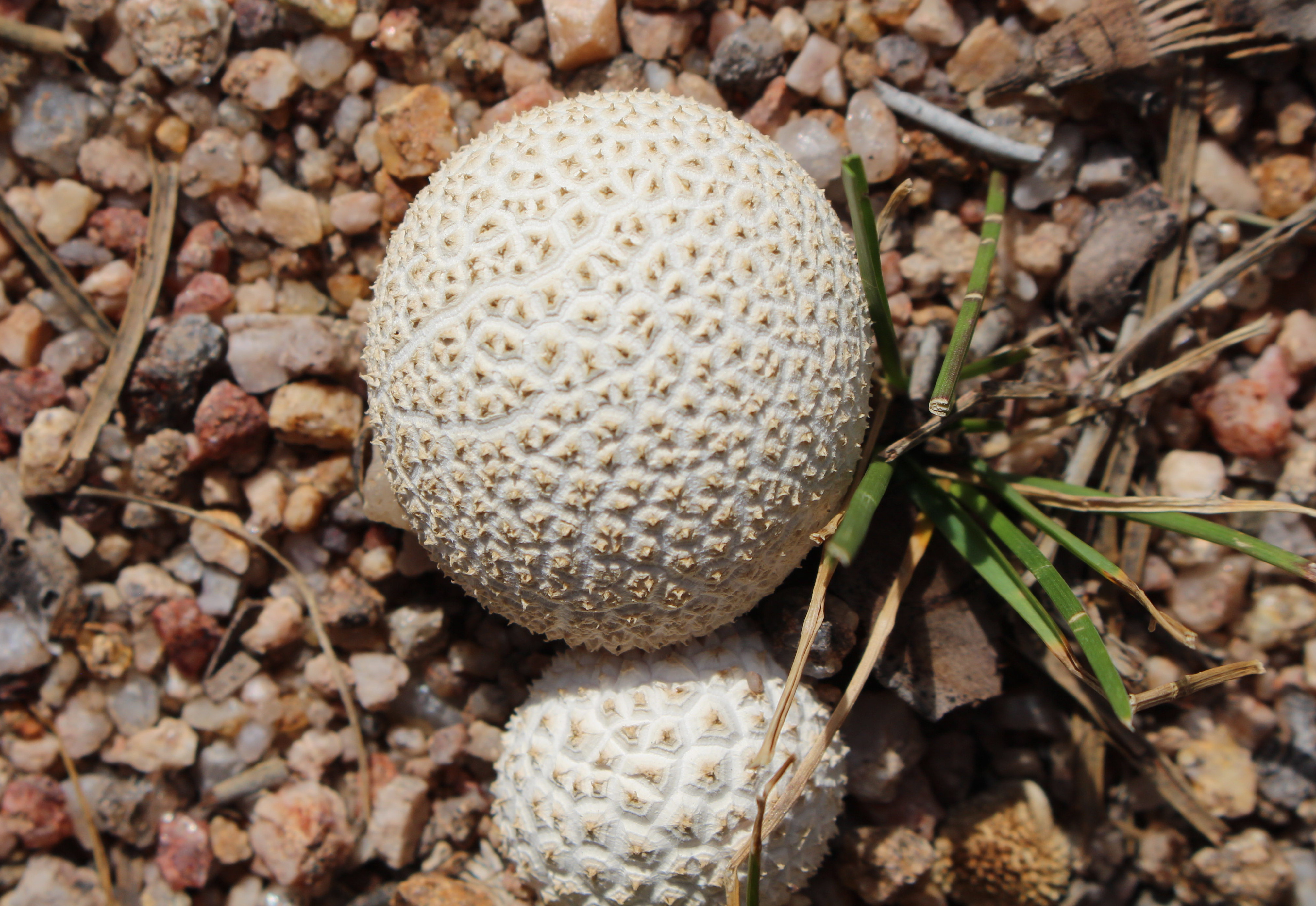 Macro and Micro Picture of the Day 2021-08-19