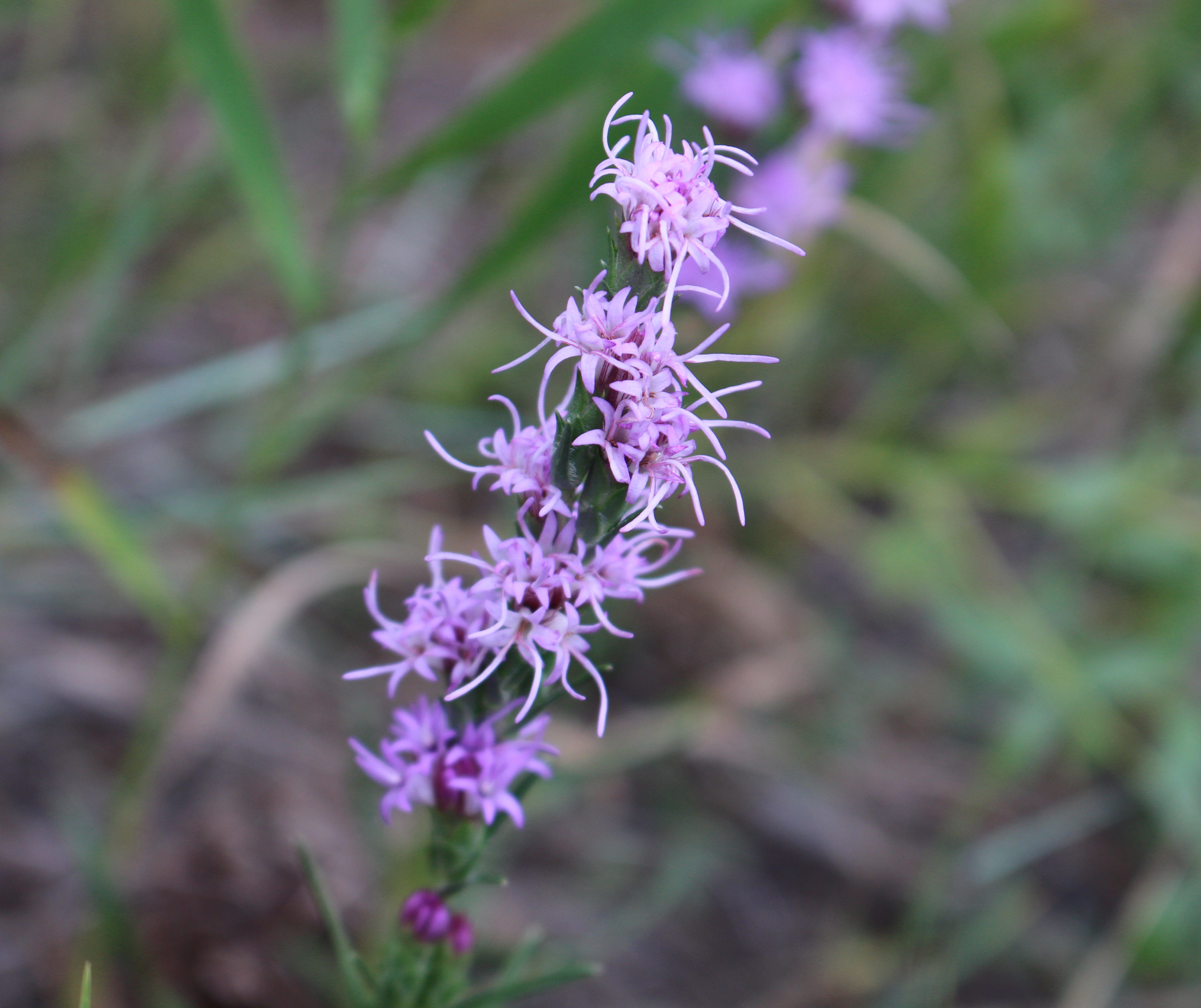 Macro and Micro Picture of the Day 2021-08-21