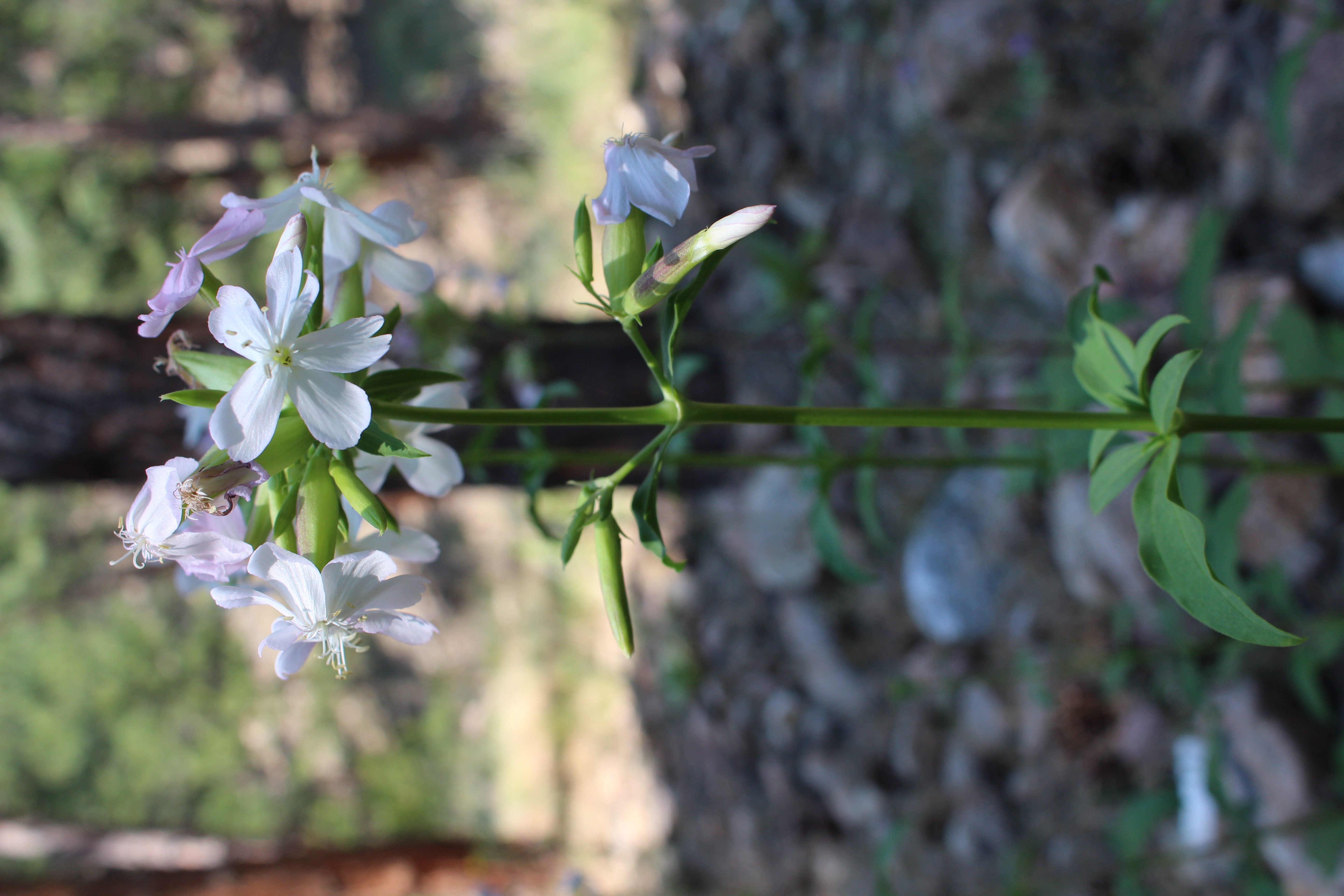 Macro and Micro Picture of the Day 2021-08-23