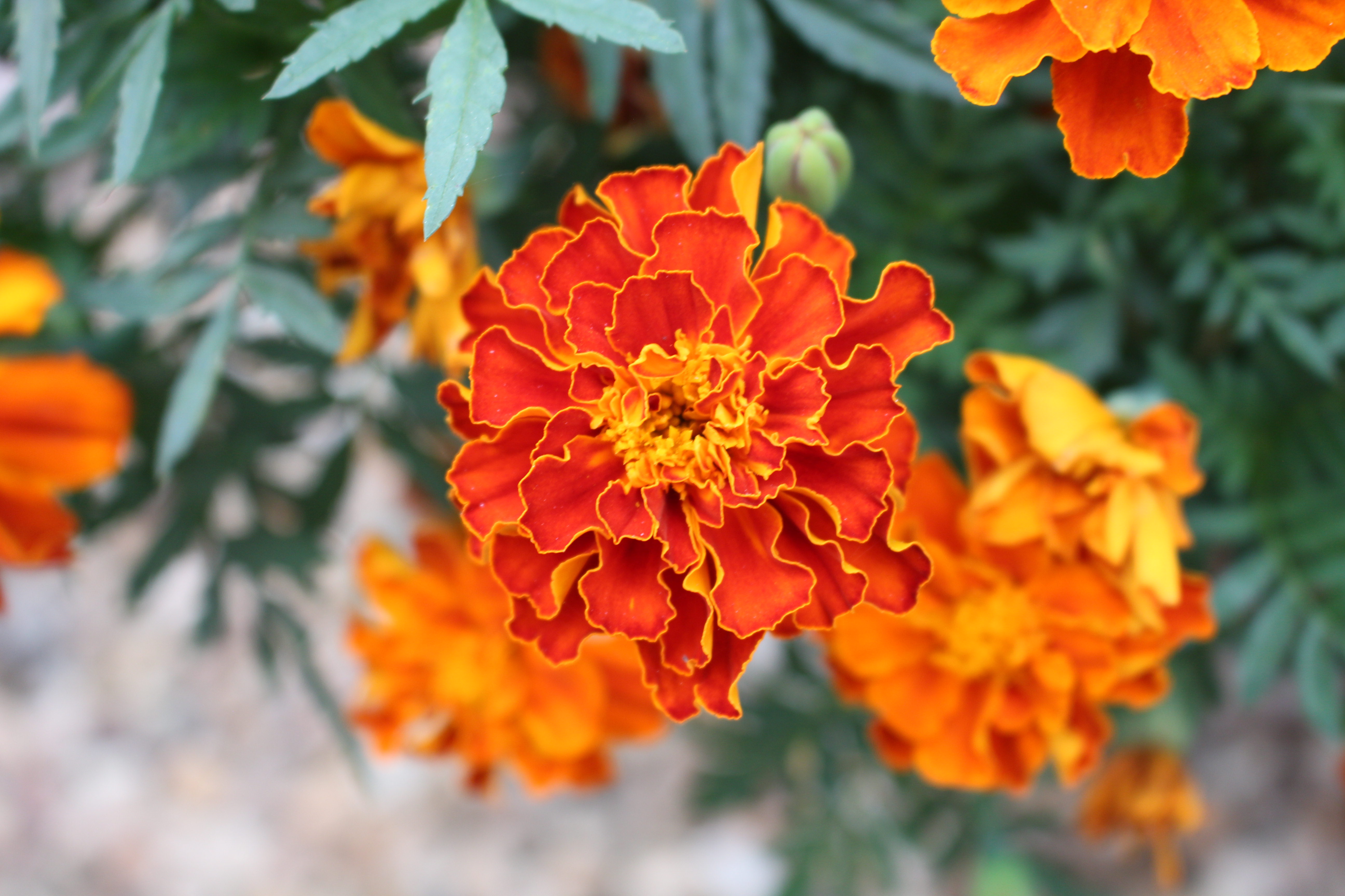 Macro and Micro Picture of the Day 2021-08-25