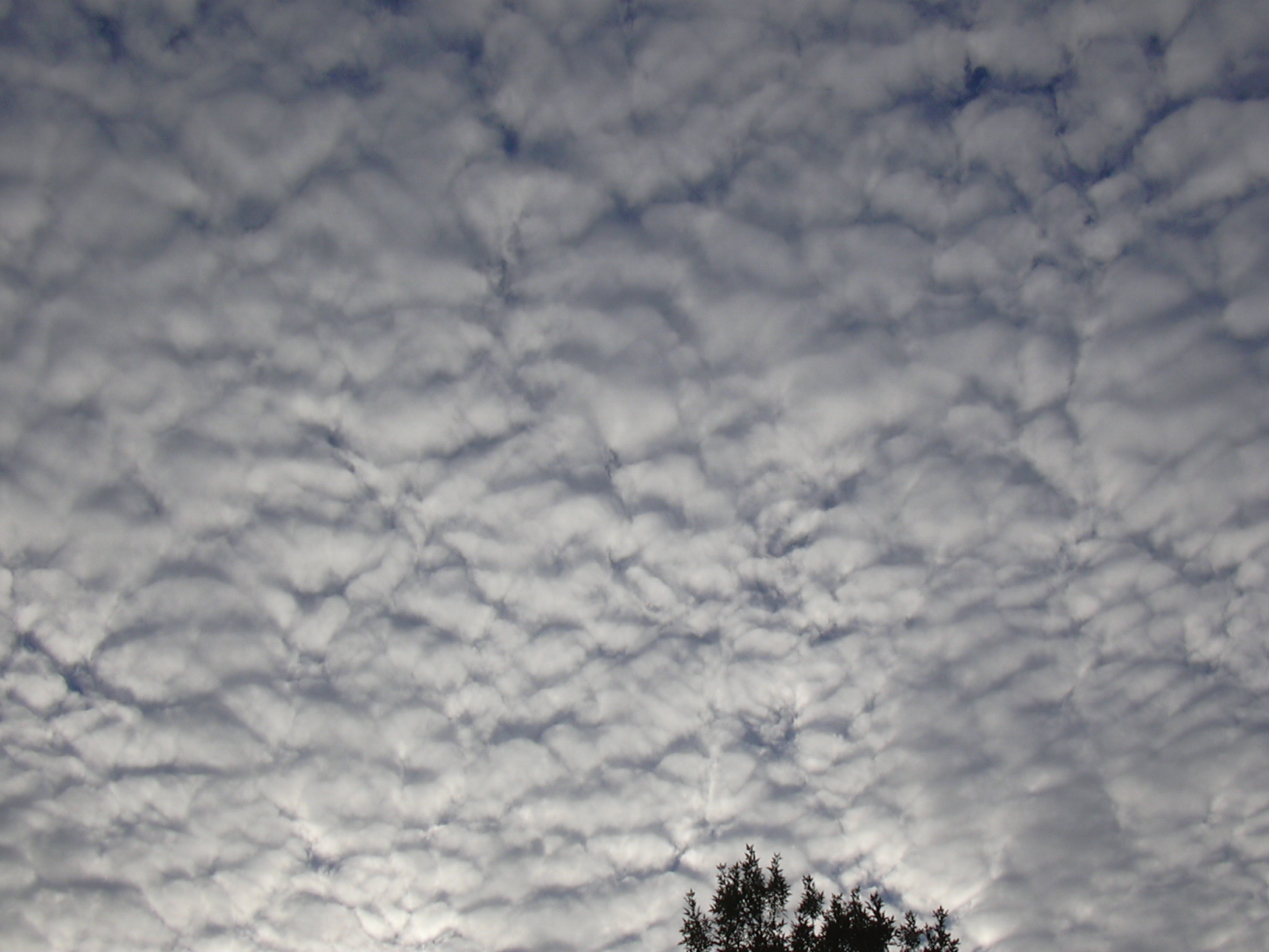 Macro and Micro Picture of the Day 2021-08-29