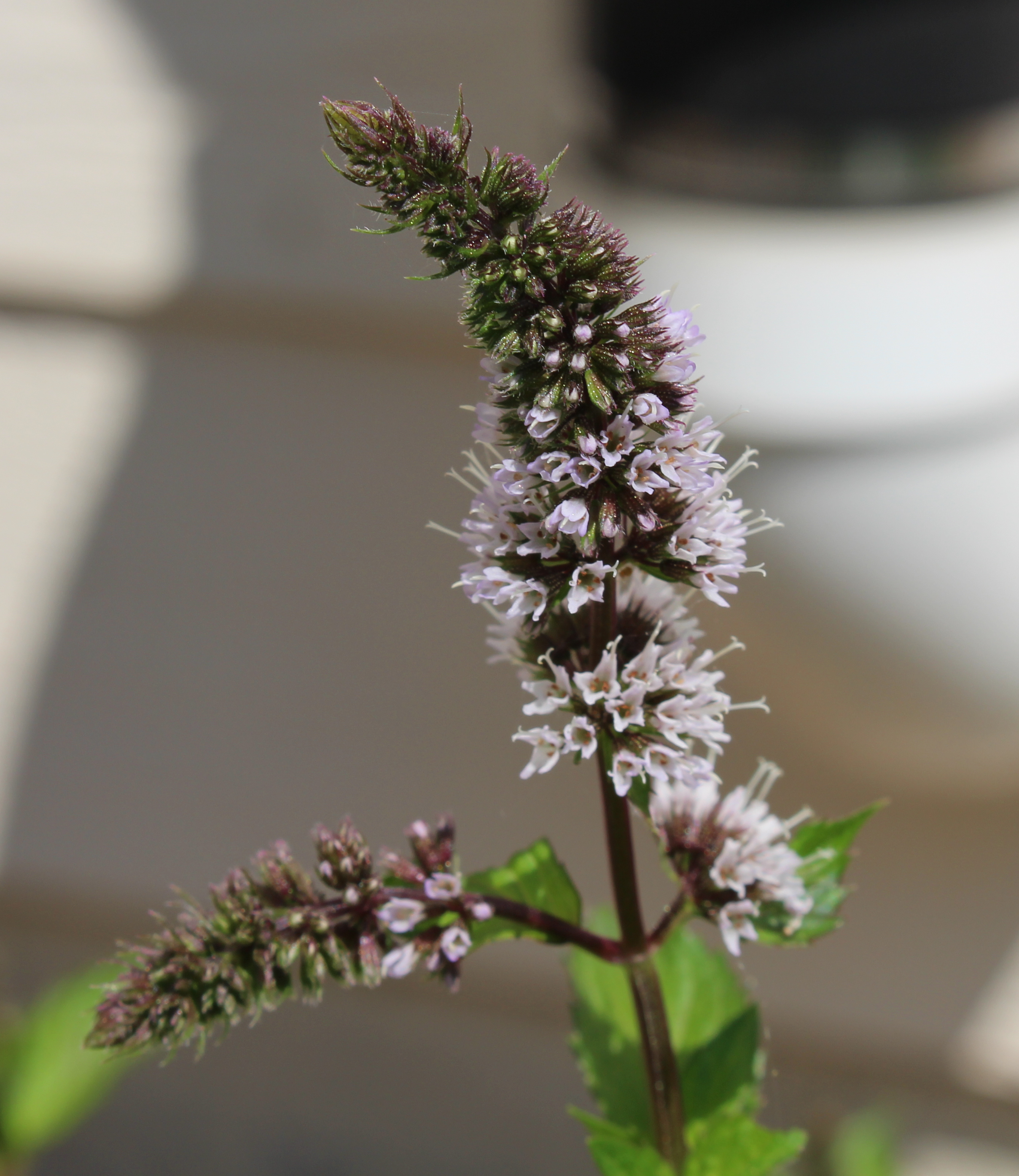 Macro and Micro Picture of the Day 2021-08-31