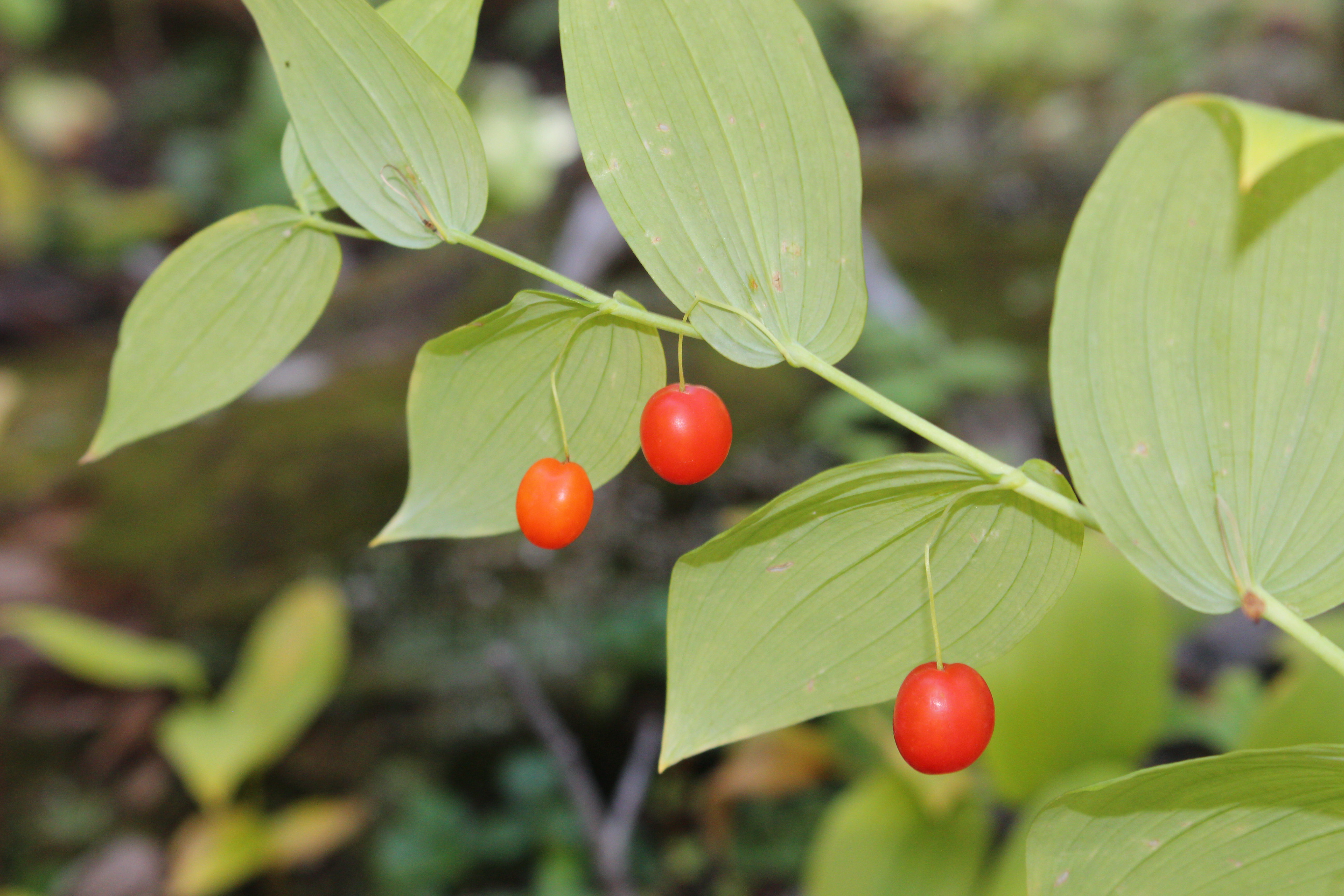 Macro and Micro Picture of the Day 2021-09-02