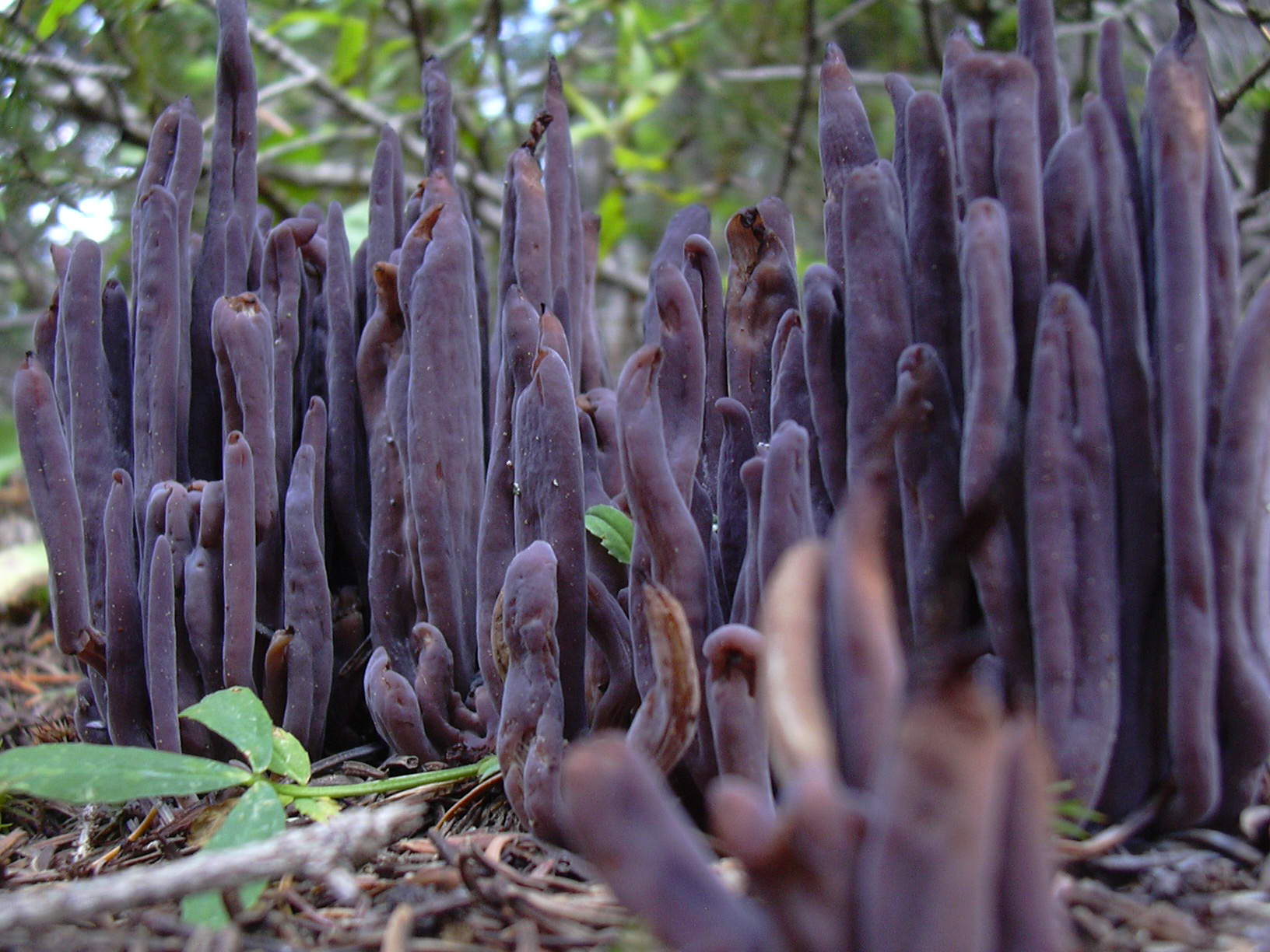 Macro and Micro Picture of the Day 2021-09-04