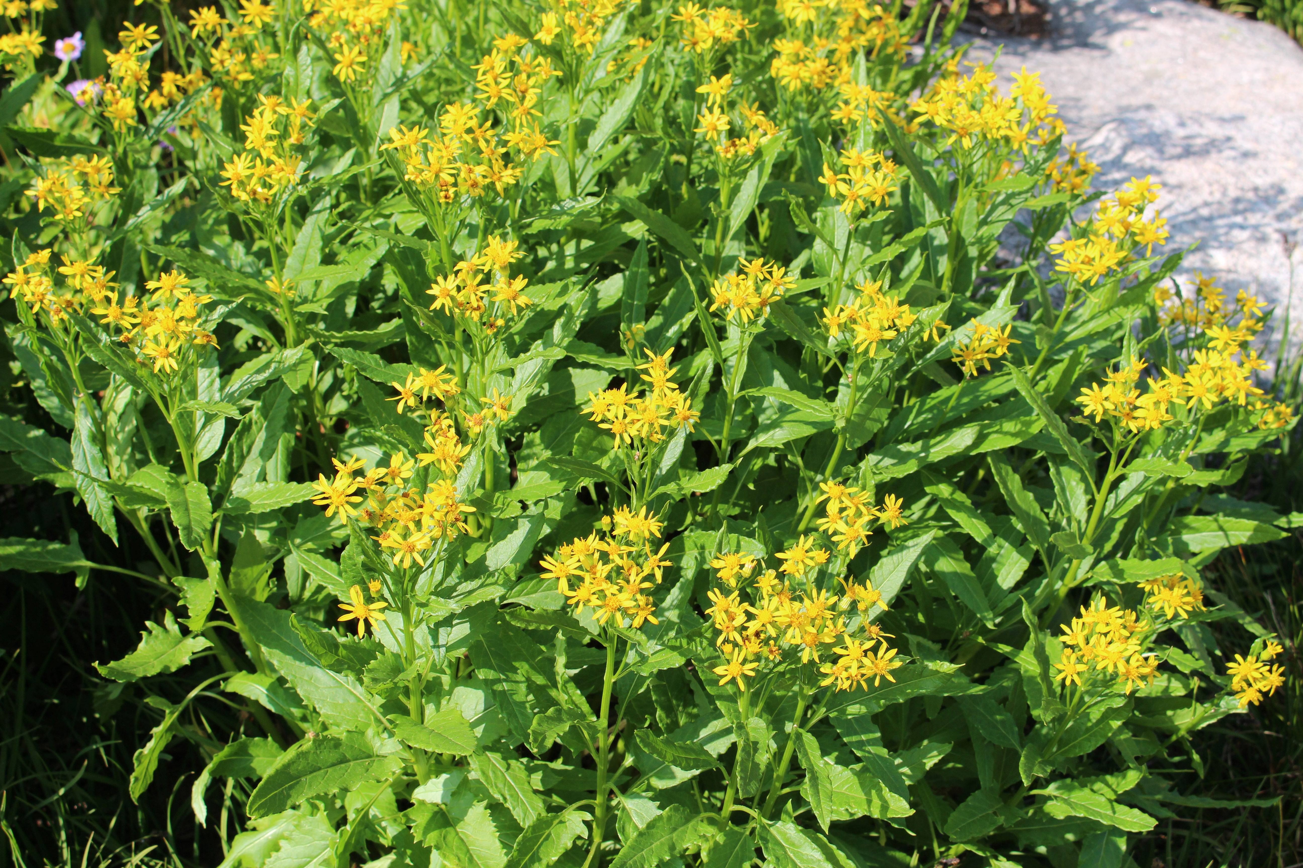 Macro and Micro Picture of the Day 2021-09-06