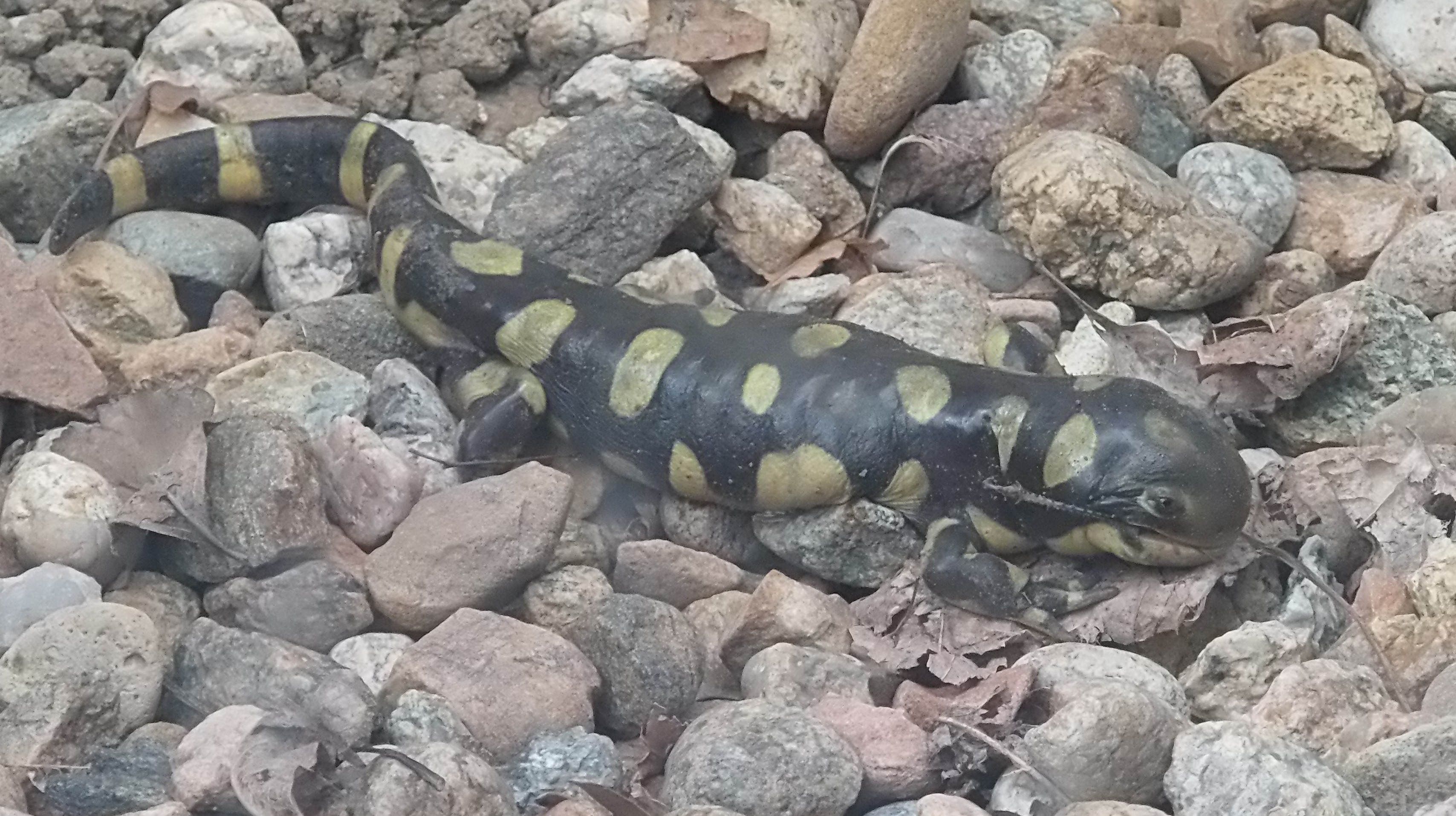 Macro and Micro Picture of the Day 2021-09-08