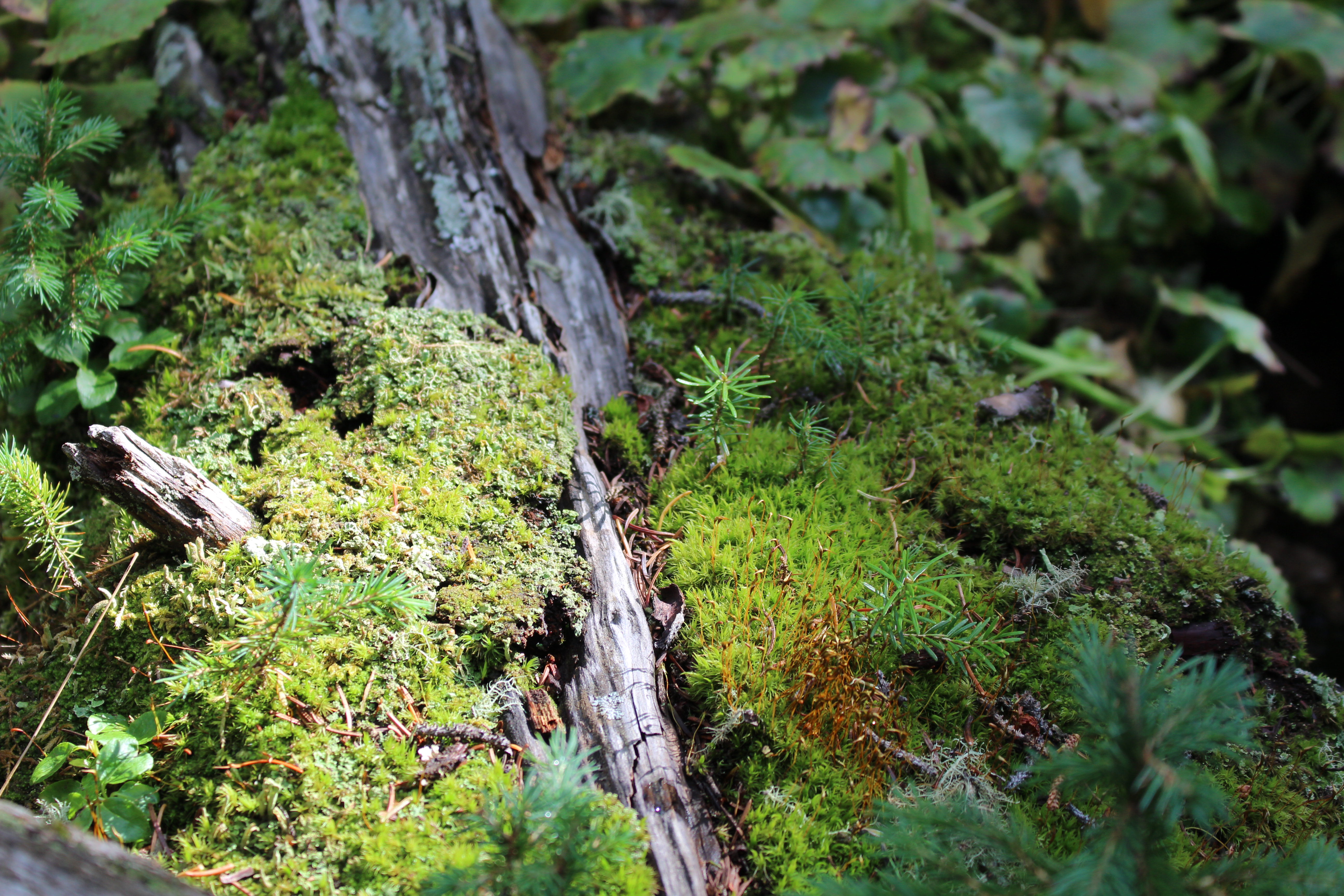 Macro and Micro Picture of the Day 2021-09-10