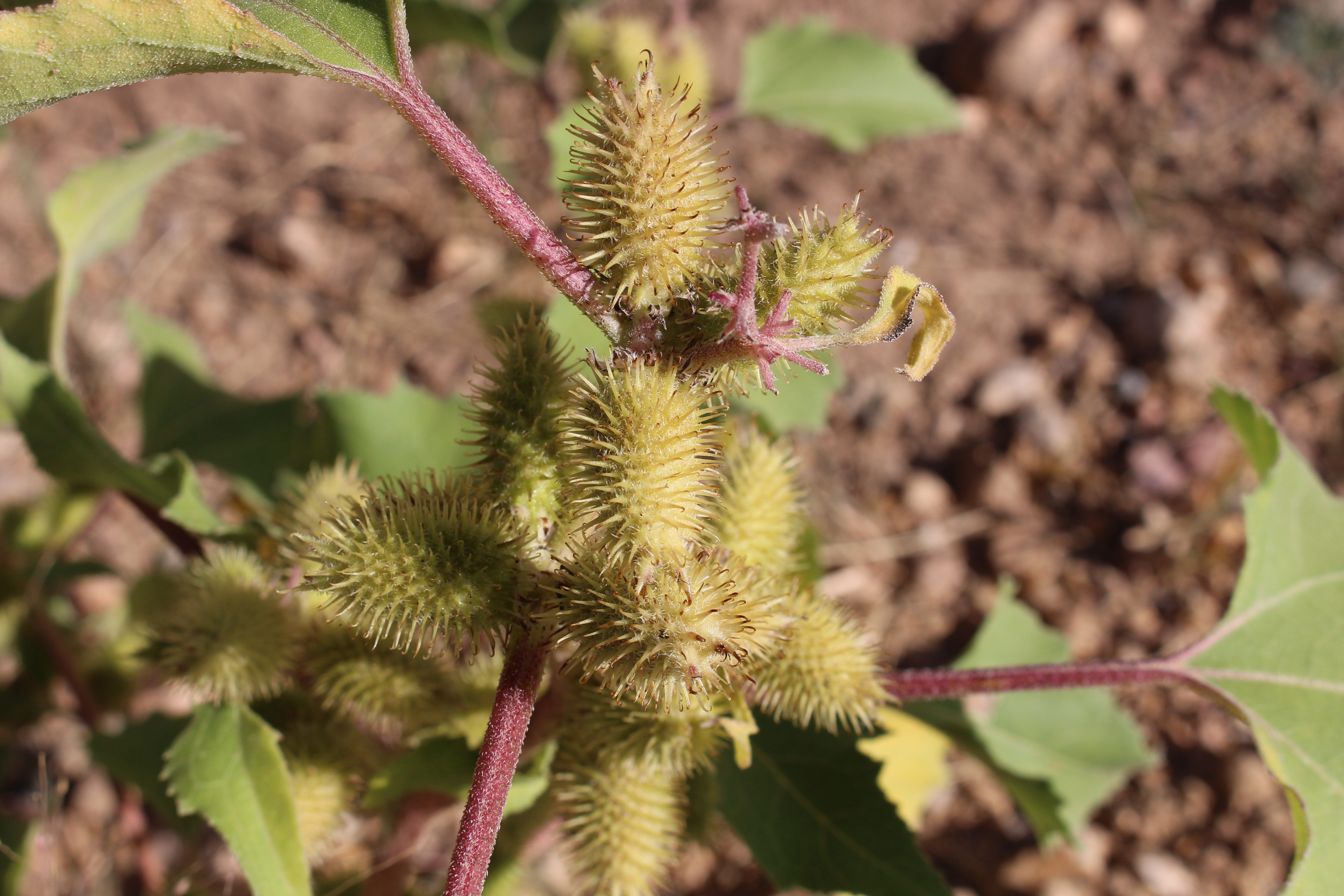 Macro and Micro Picture of the Day 2021-09-12