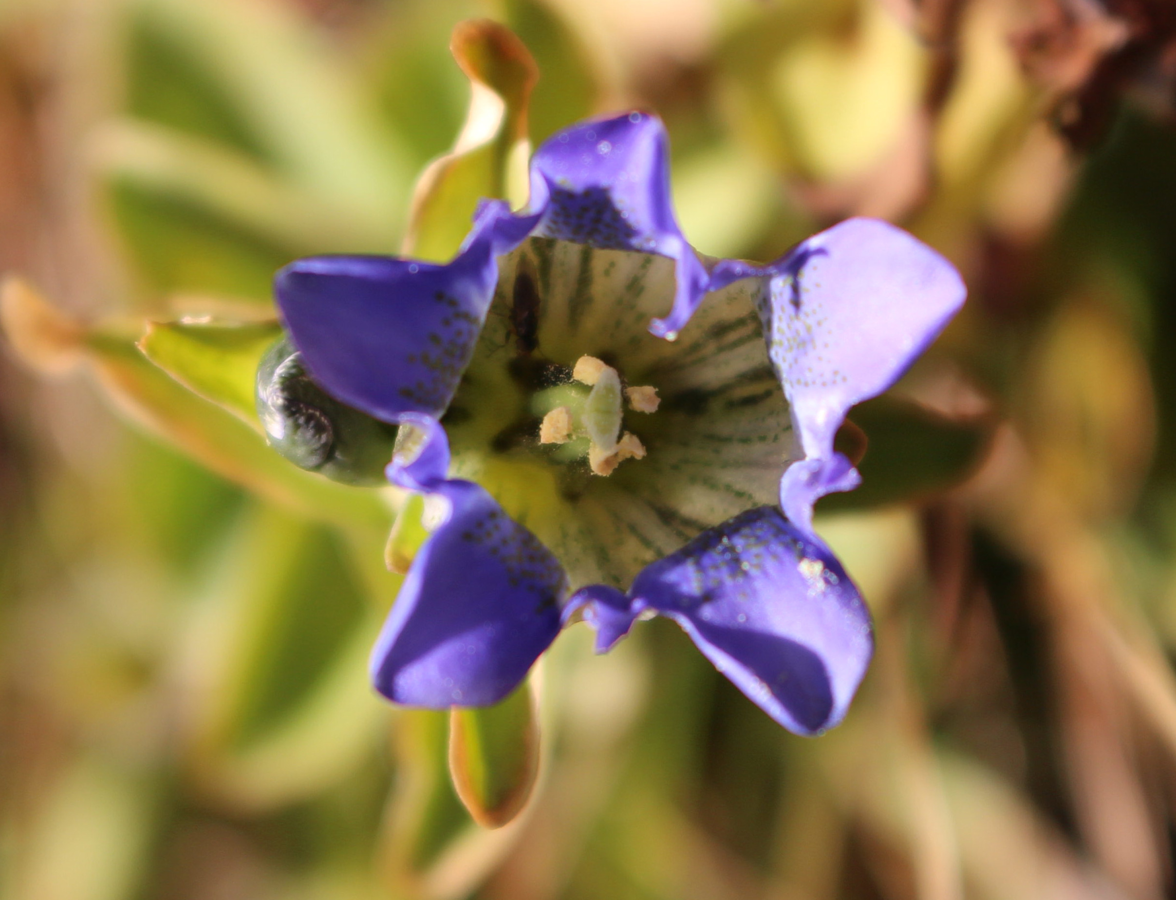 Macro and Micro Picture of the Day 2021-09-14