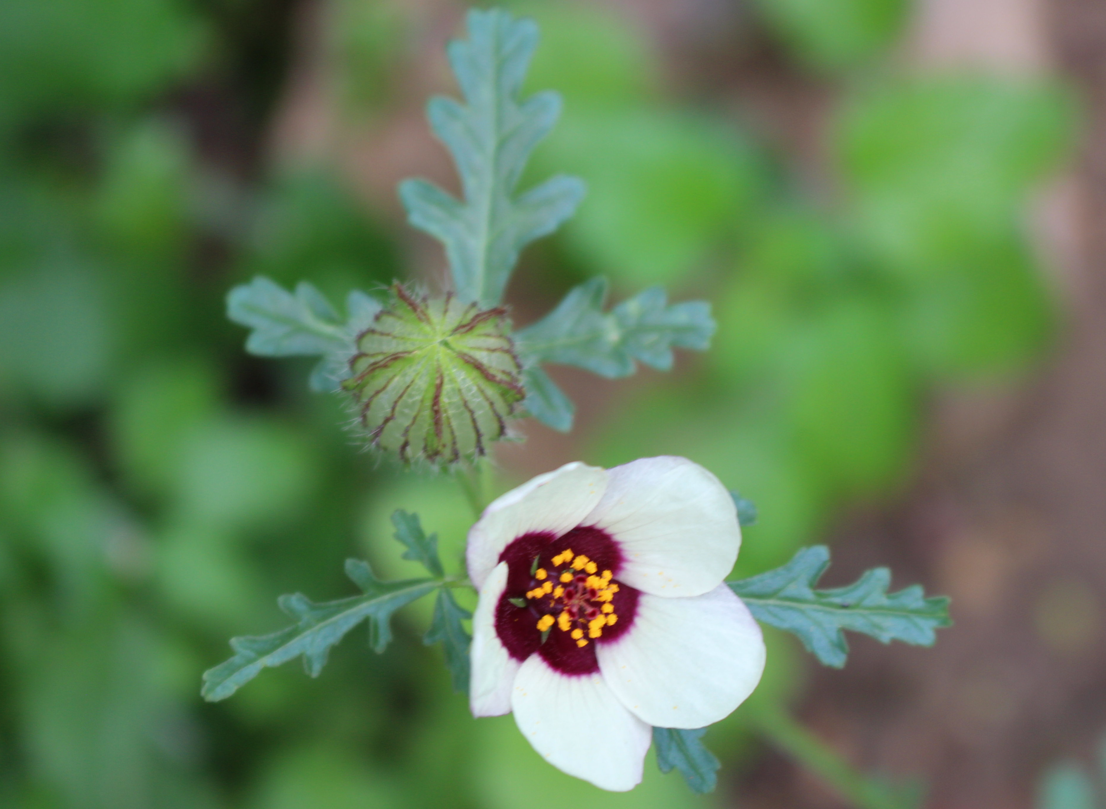 Macro and Micro Picture of the Day 2021-09-18