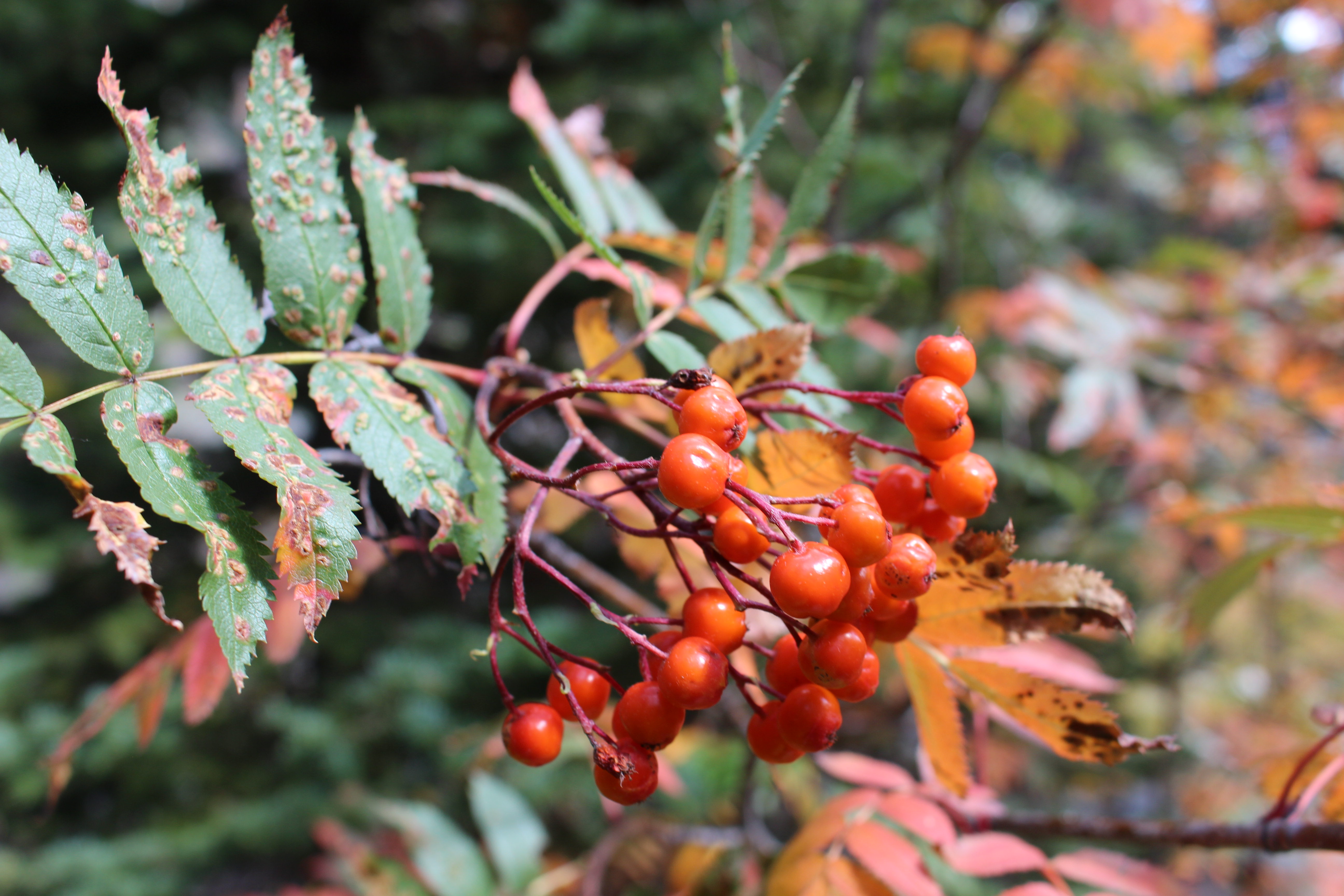 Macro and Micro Picture of the Day 2021-09-23