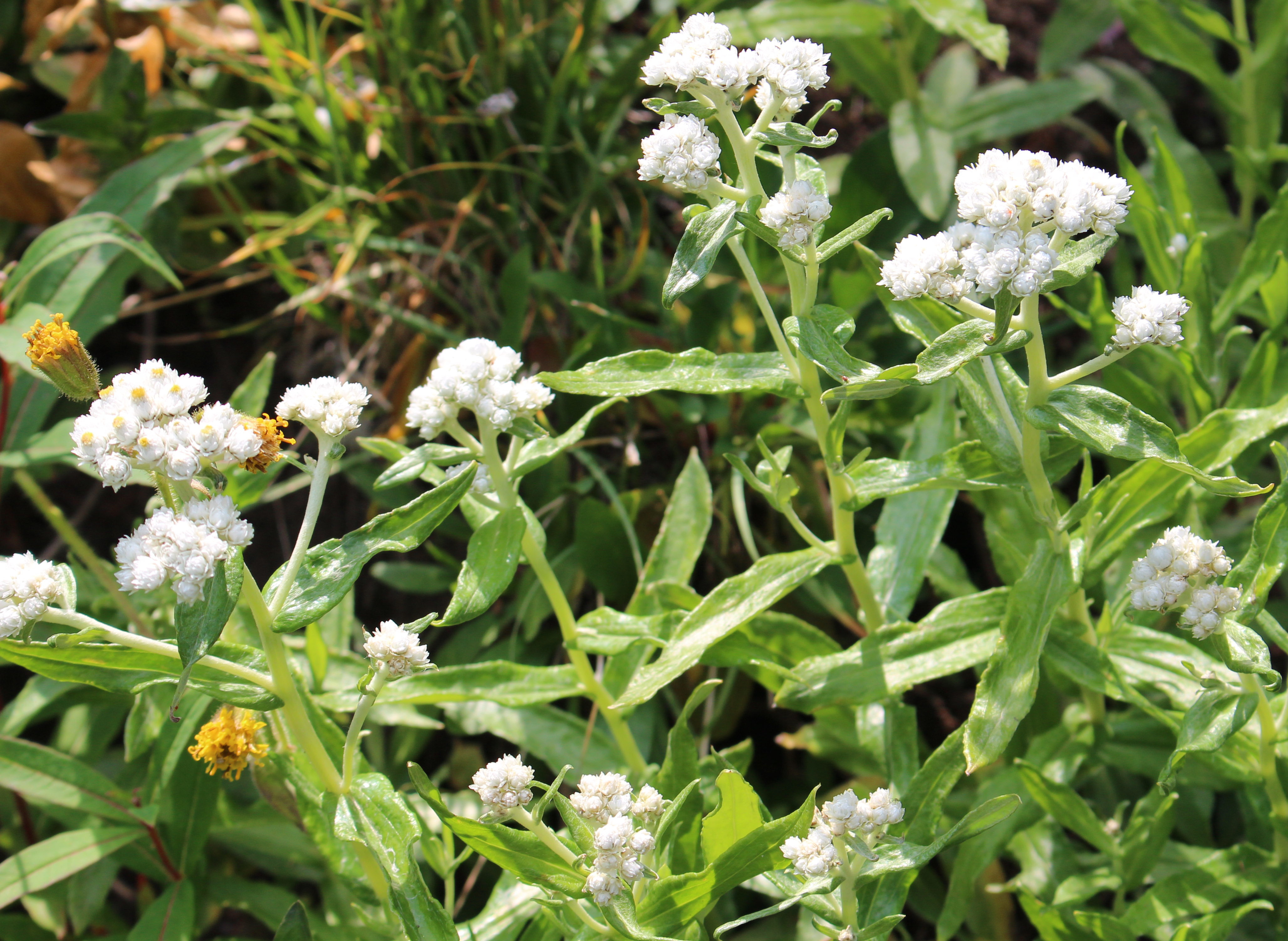 Macro and Micro Picture of the Day 2021-09-25