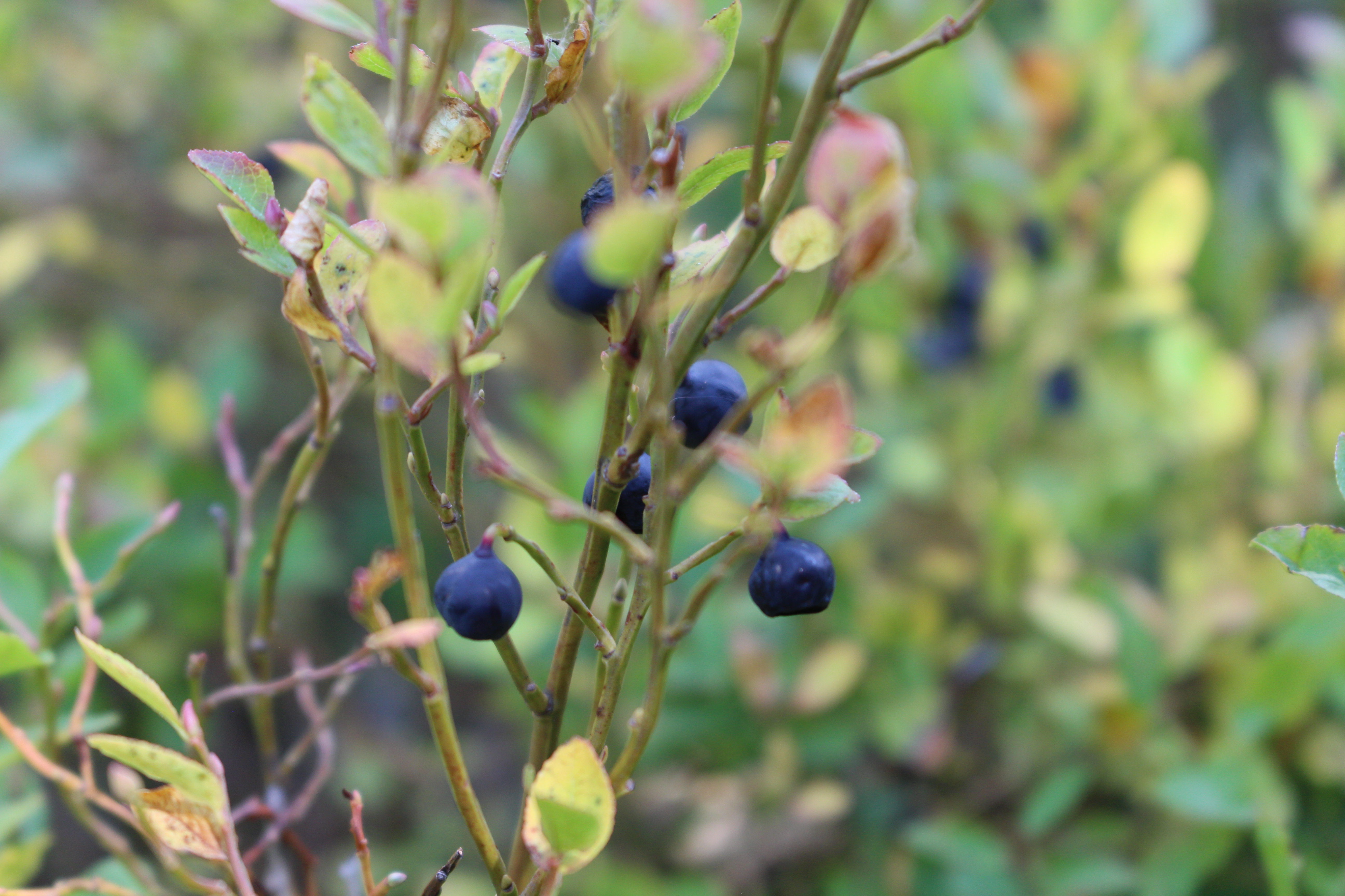 Macro and Micro Picture of the Day 2021-09-30