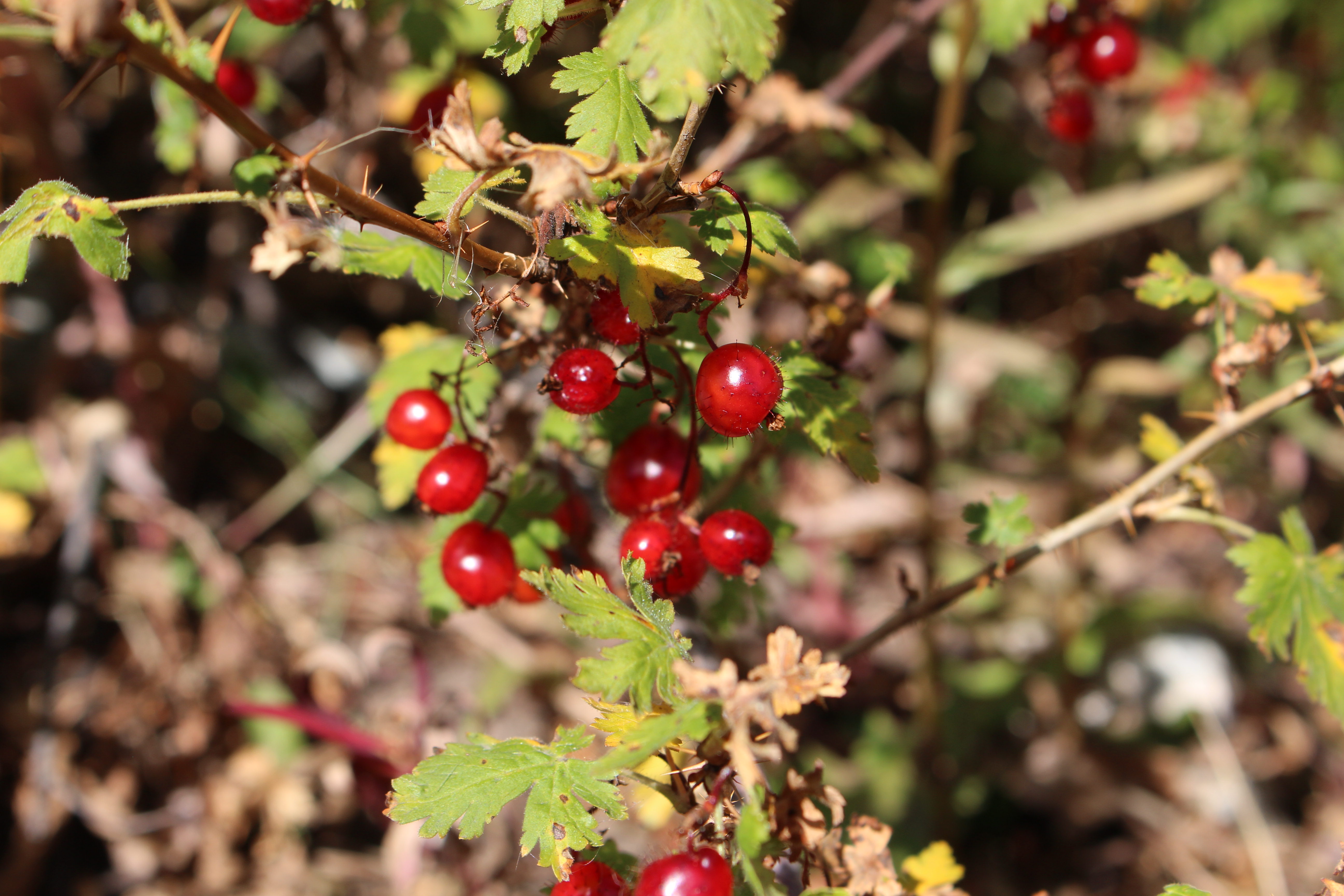 Macro and Micro Picture of the Day 2021-10-02