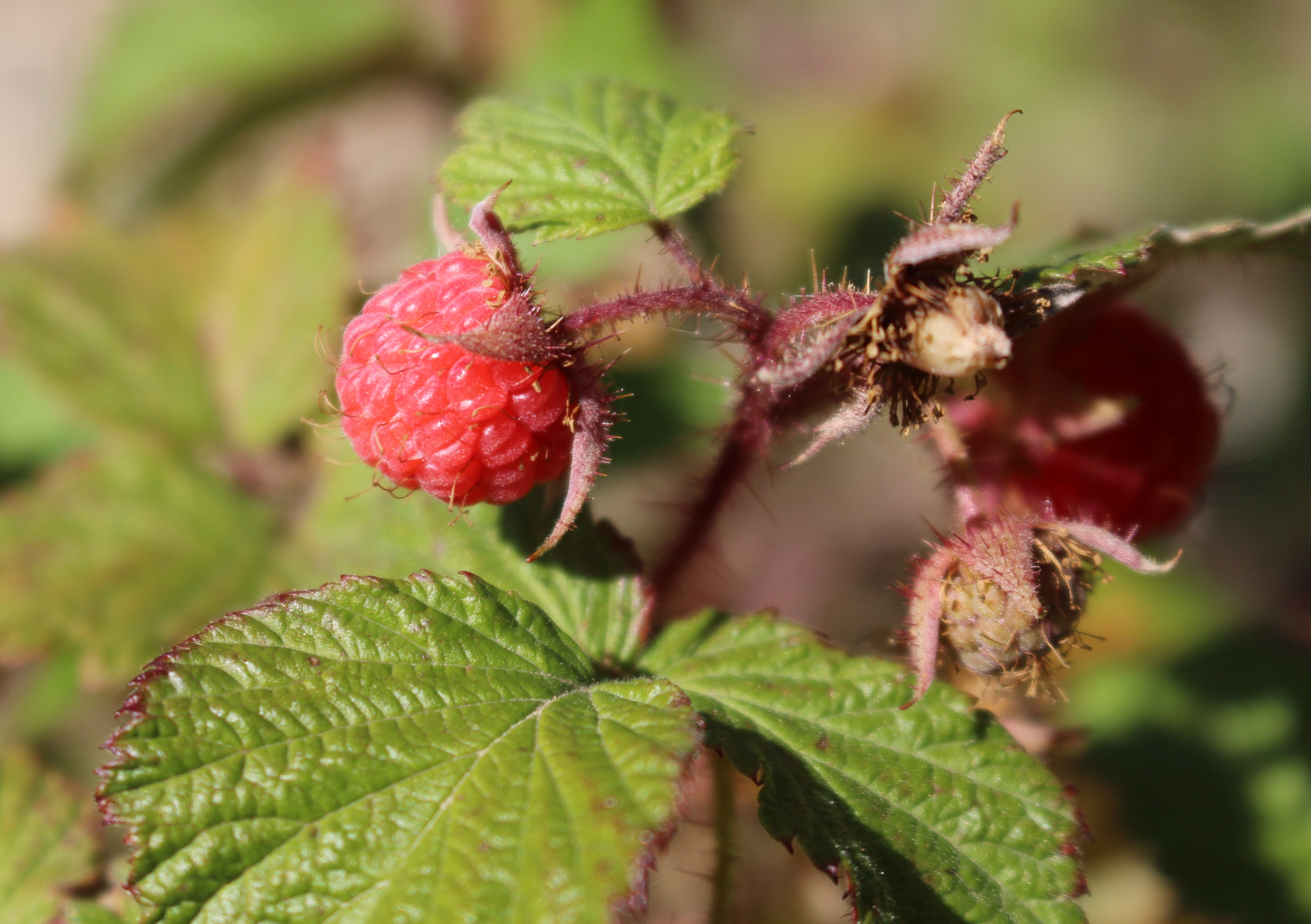 Macro and Micro Picture of the Day 2021-10-04