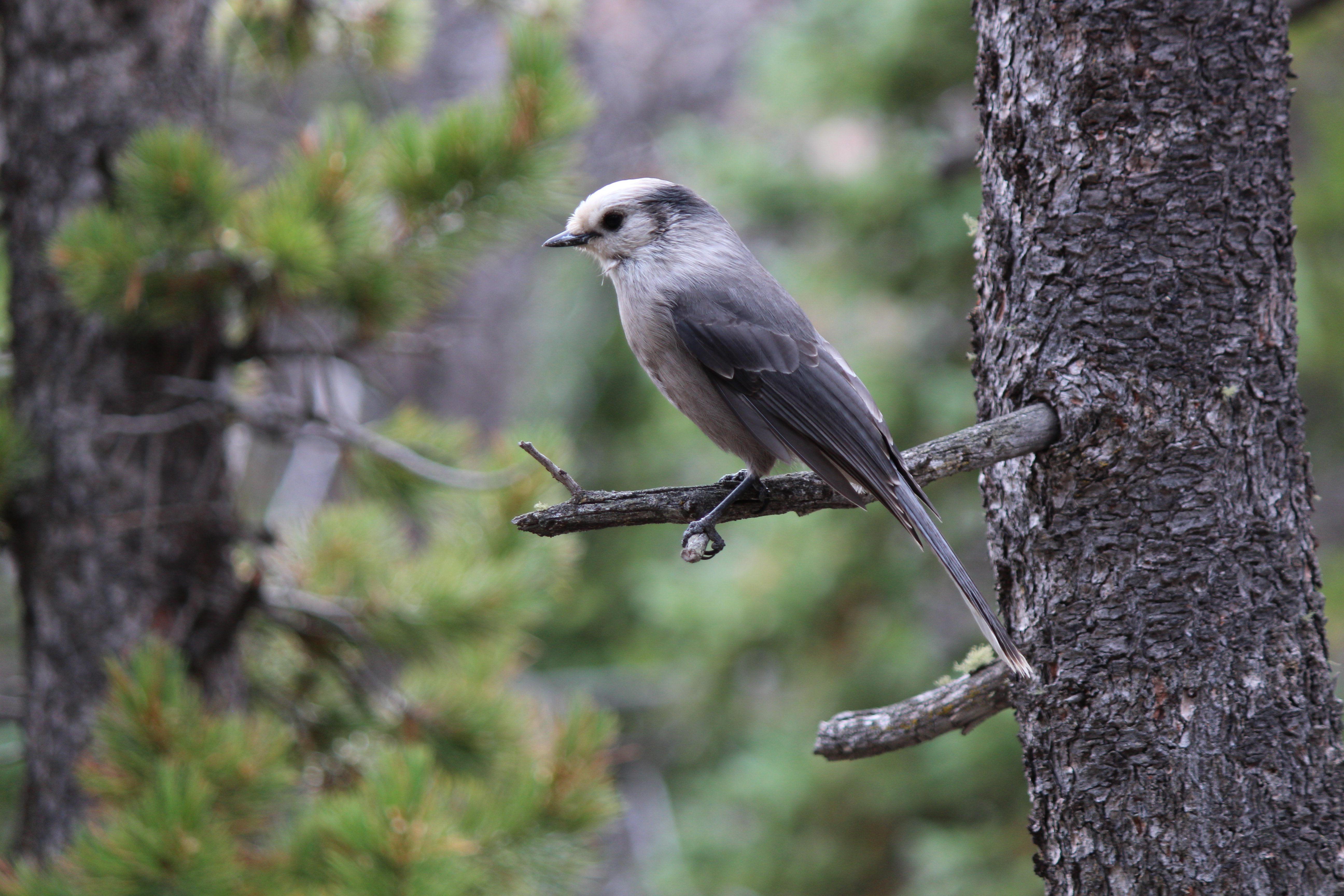 Macro and Micro Picture of the Day 2021-10-06