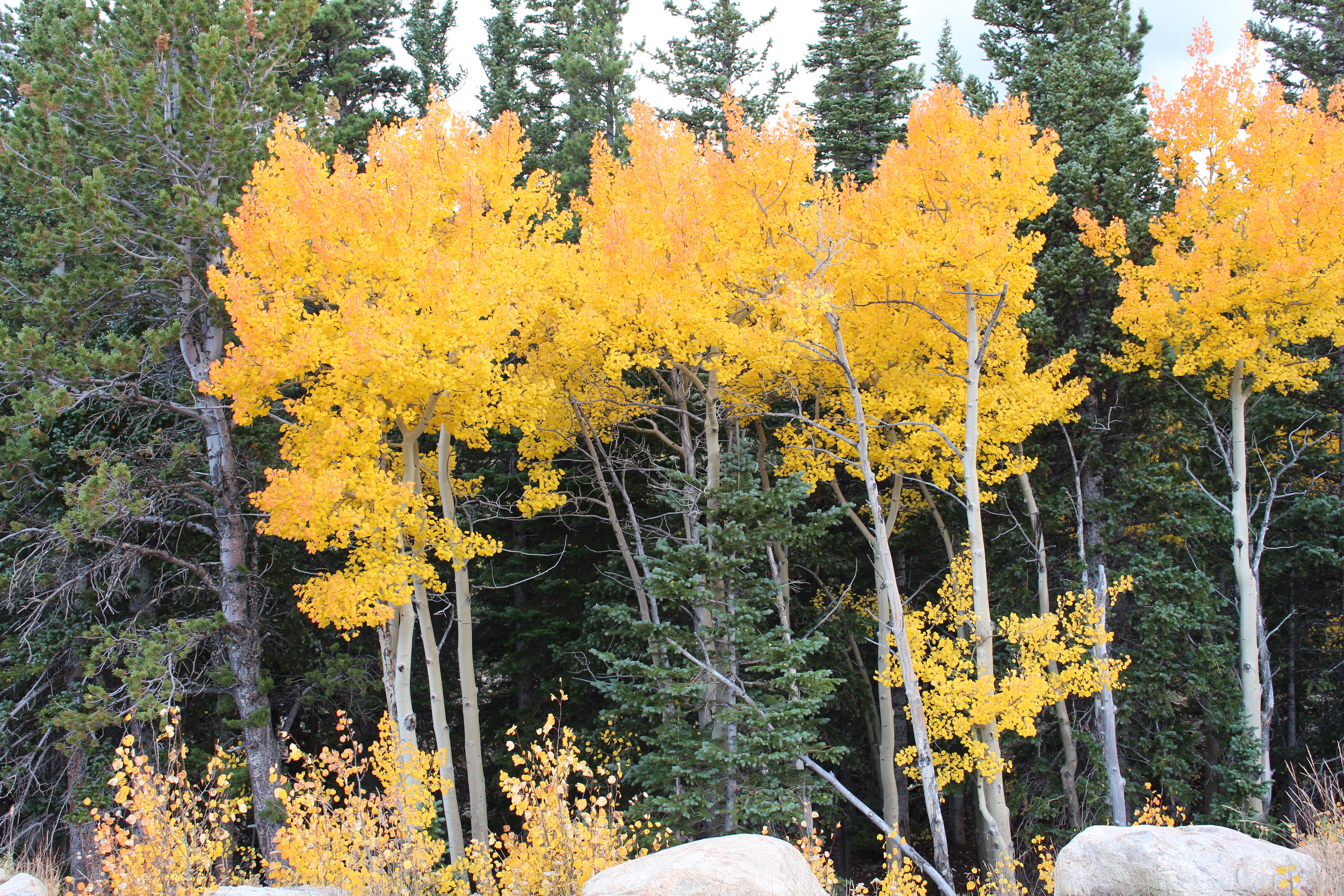 Macro and Micro Picture of the Day 2021-10-10