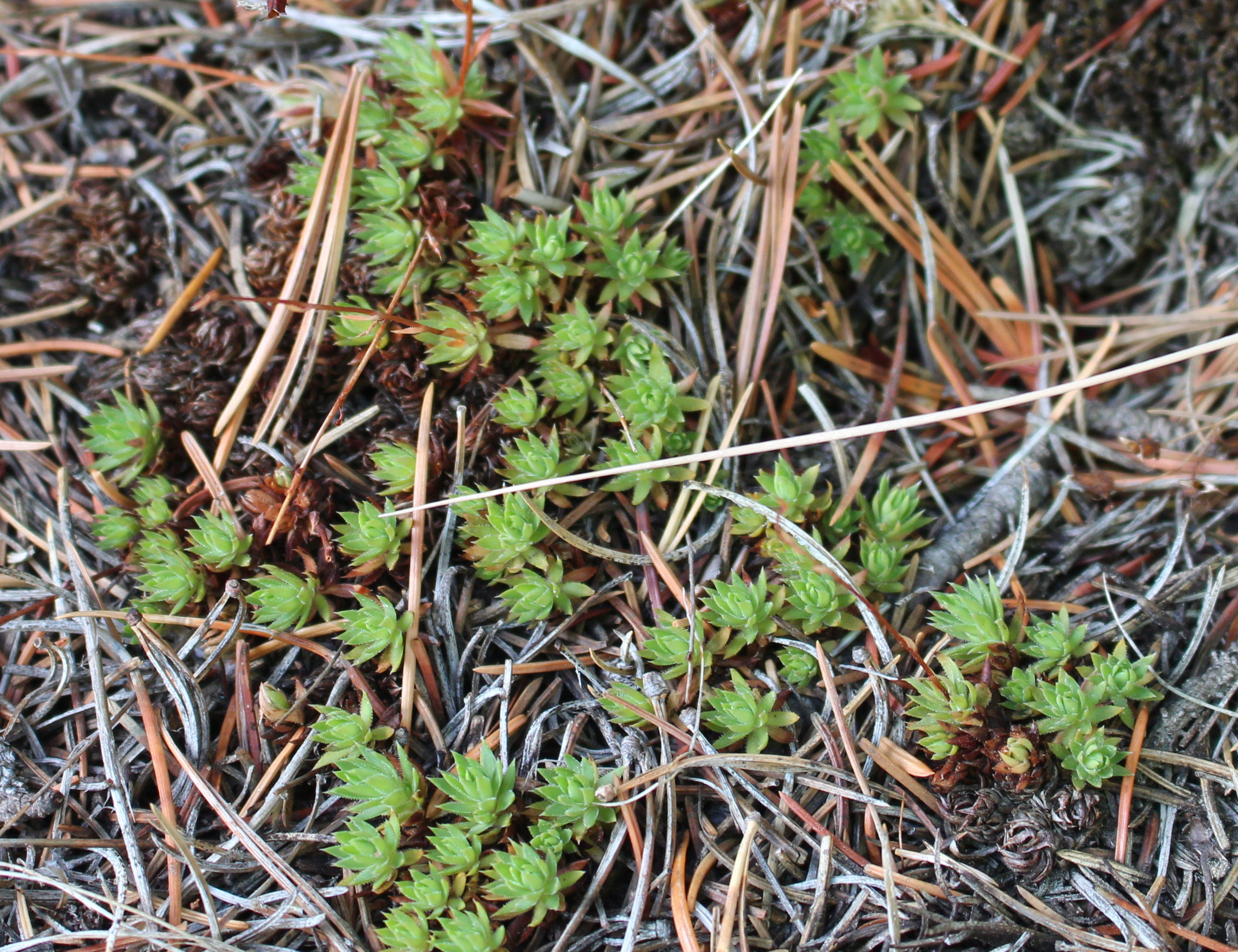 Macro and Micro Picture of the Day 2021-10-12