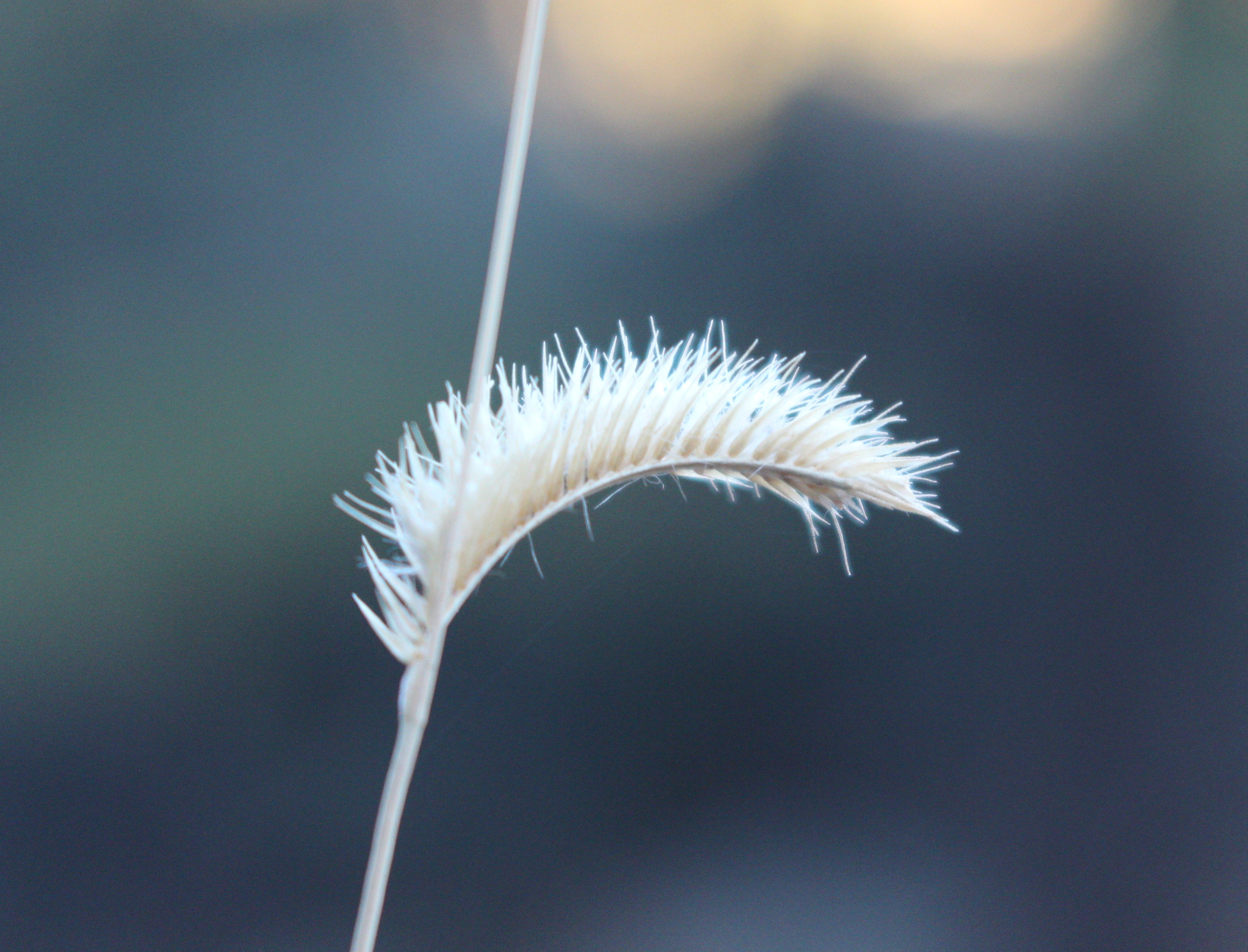 Macro and Micro Picture of the Day 2021-11-24