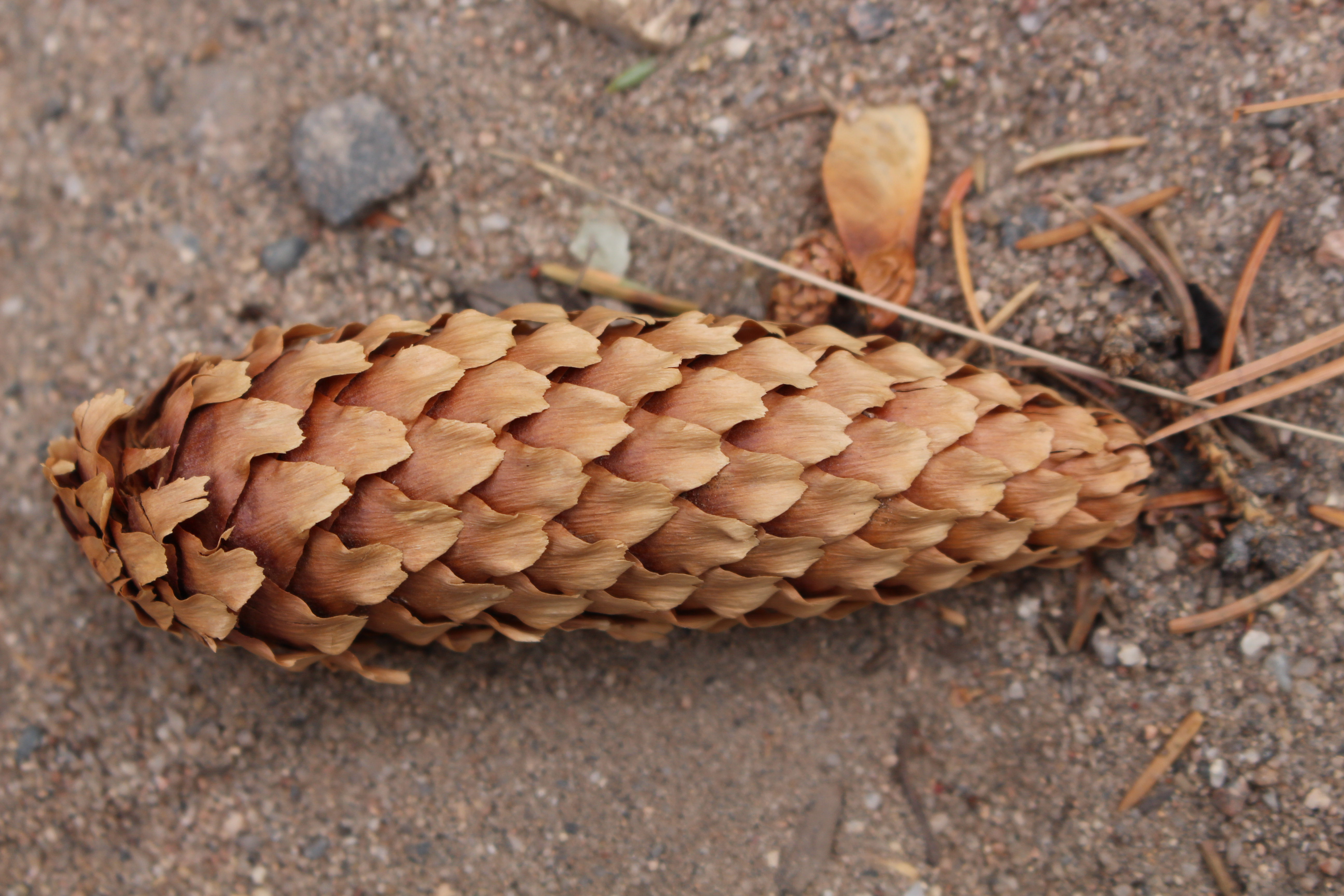 Macro and Micro Picture of the Day 2021-12-07