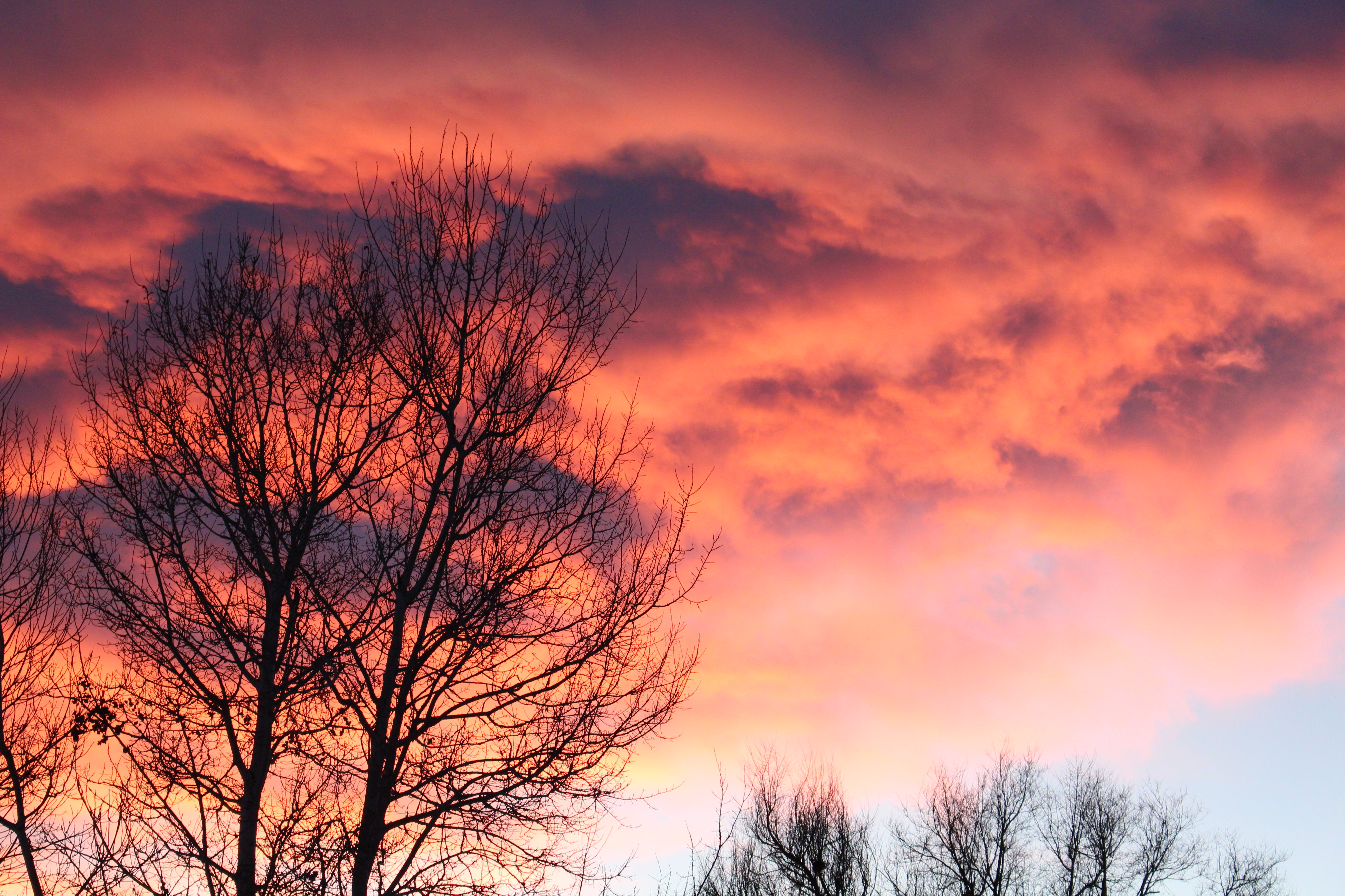 Macro and Micro Picture of the Day 2021-12-19