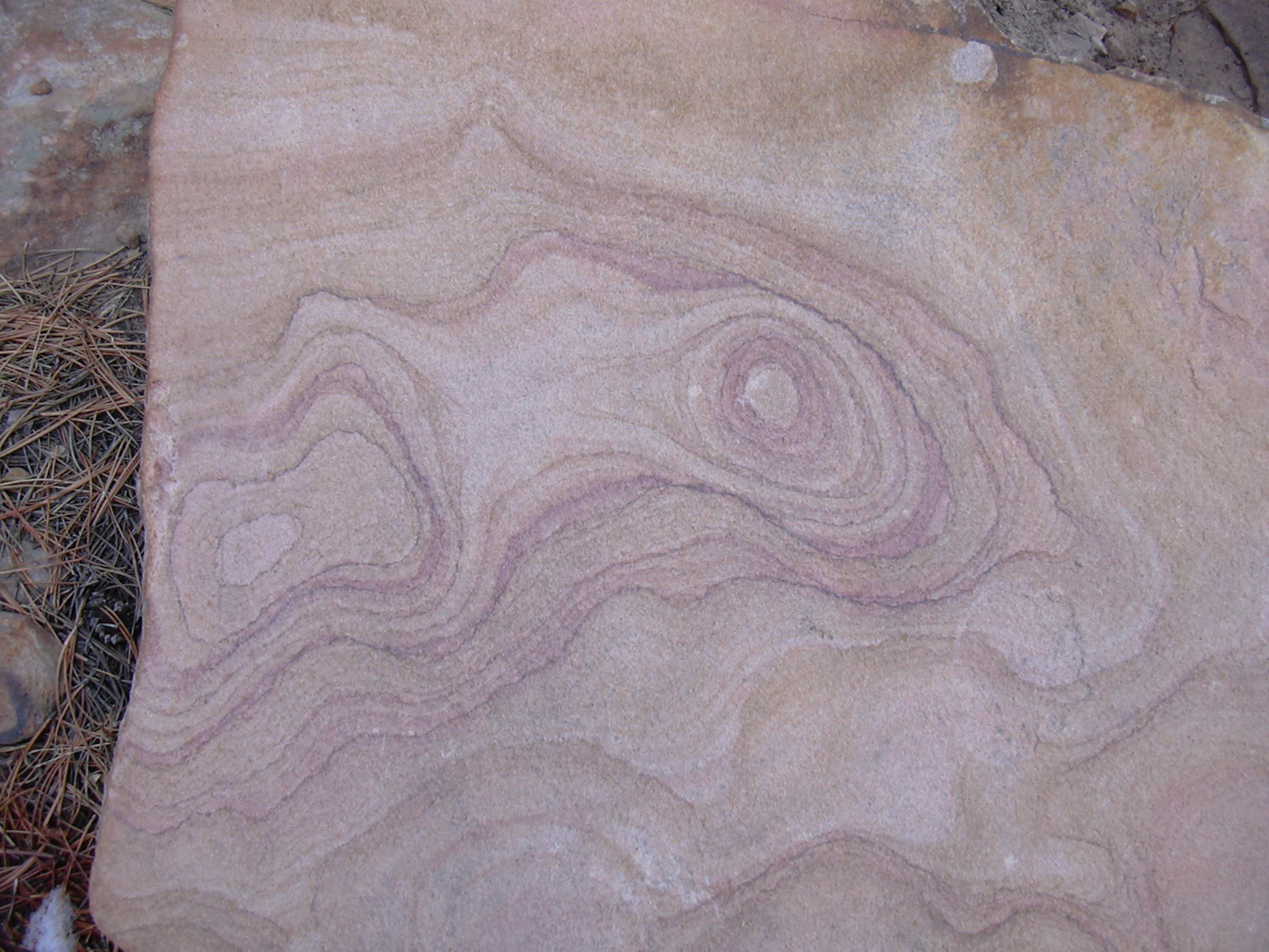 Macro and Micro Picture of the Day 2022-01-09