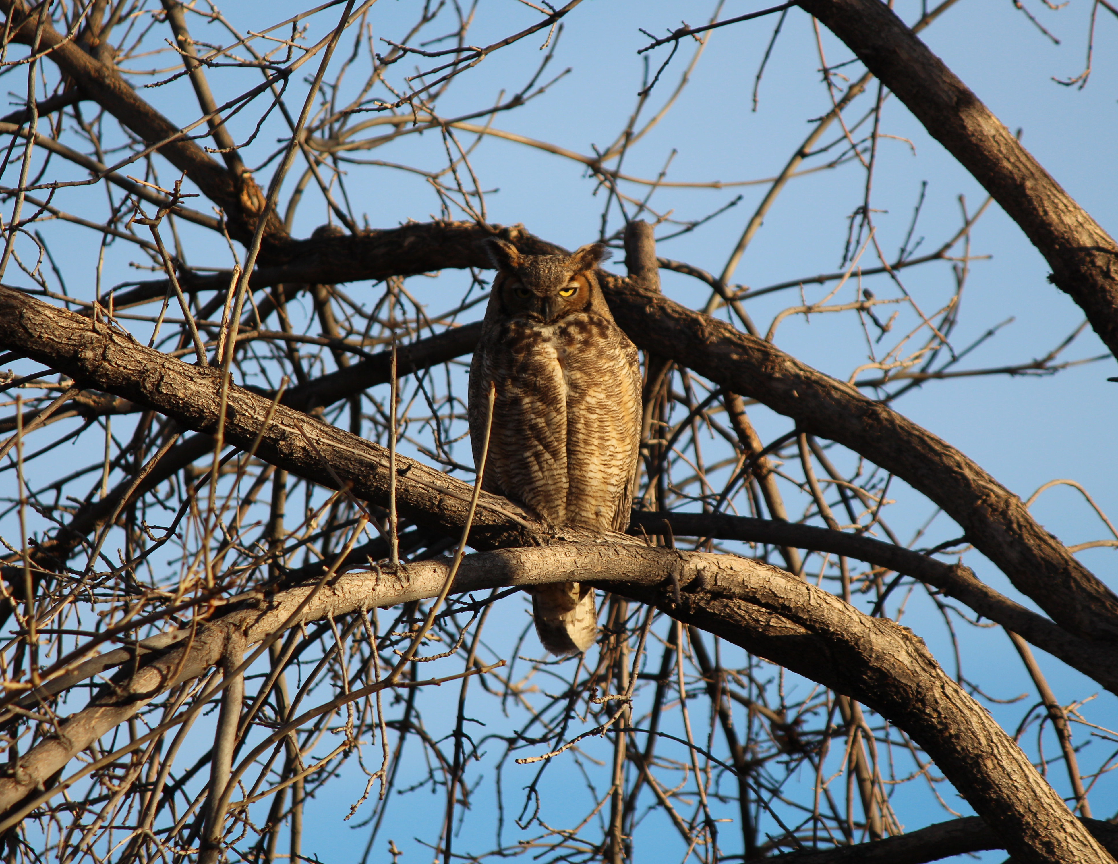 Macro and Micro Picture of the Day 2022-01-20