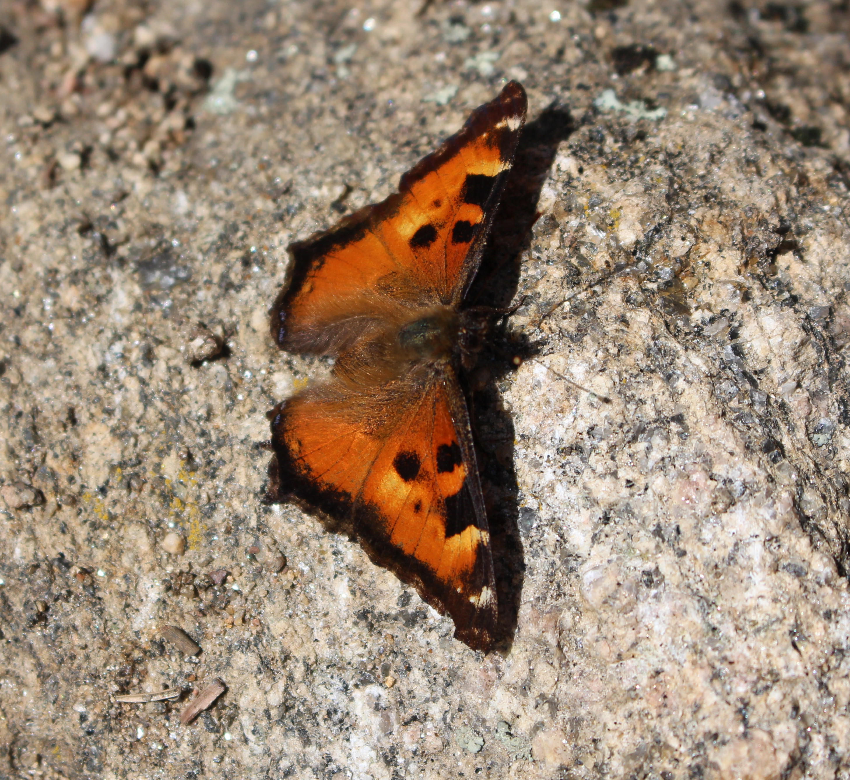 Macro and Micro Picture of the Day 2022-03-27