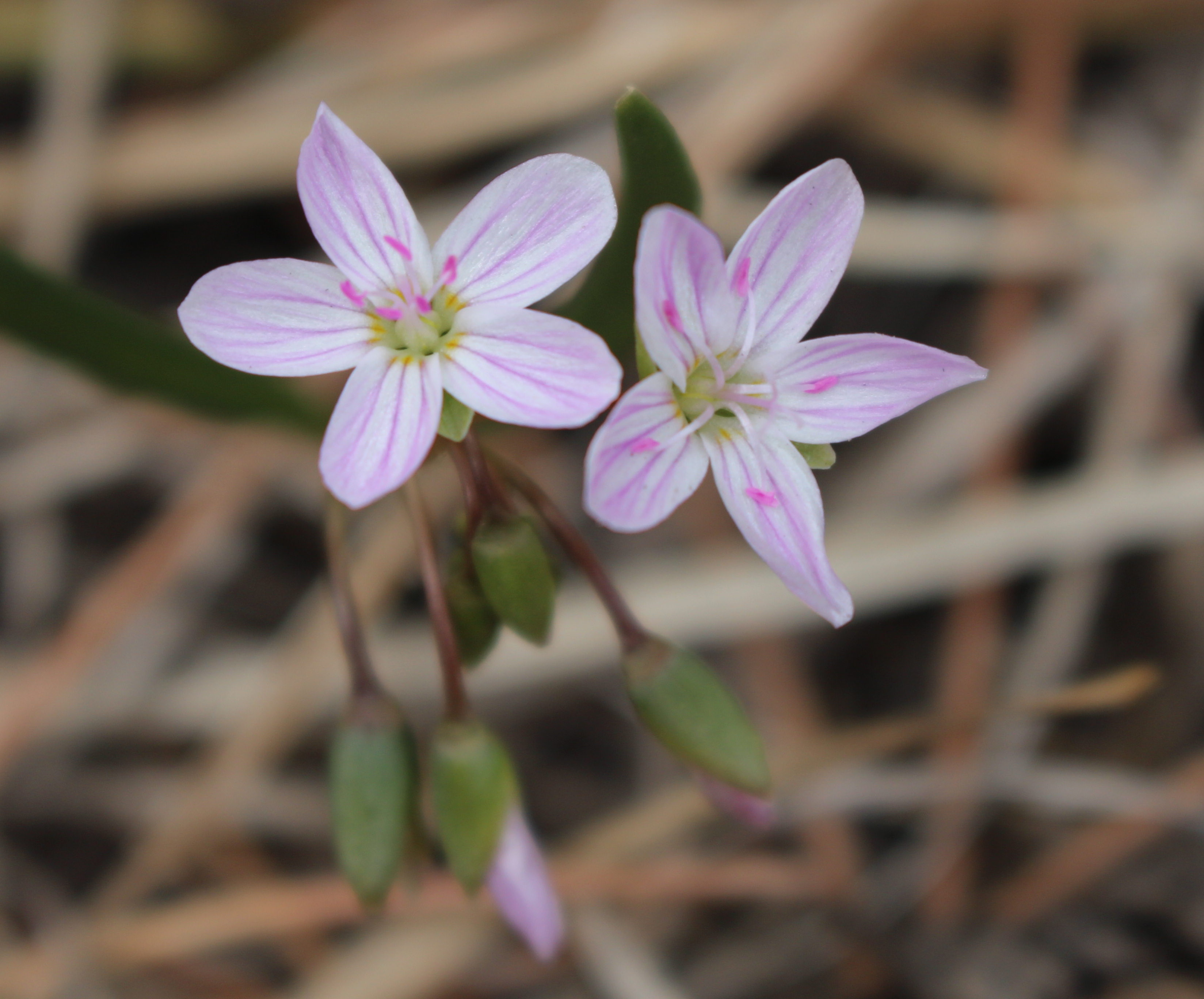 Macro and Micro Picture of the Day 2022-04-03