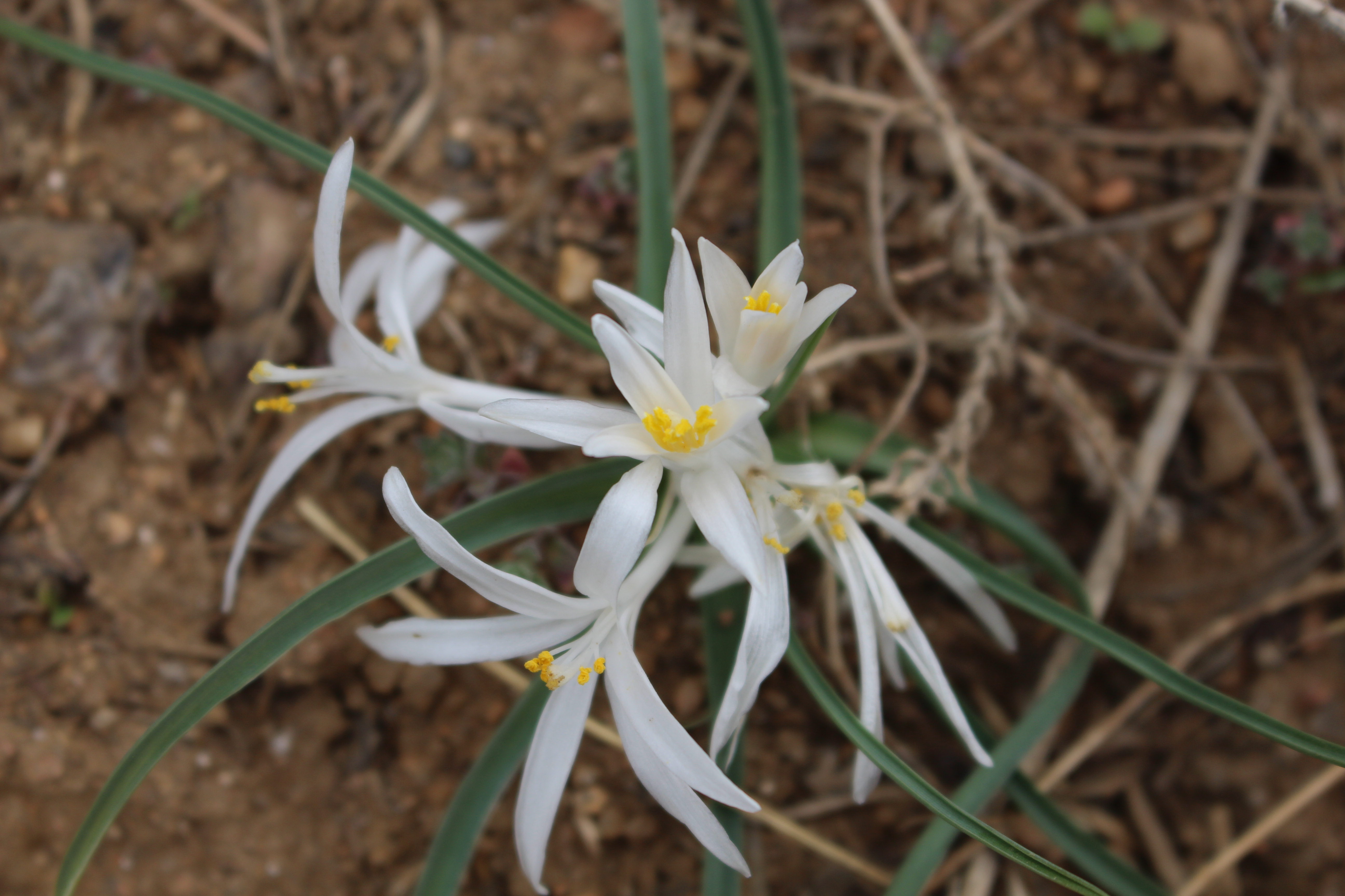 Macro and Micro Picture of the Day 2022-04-24