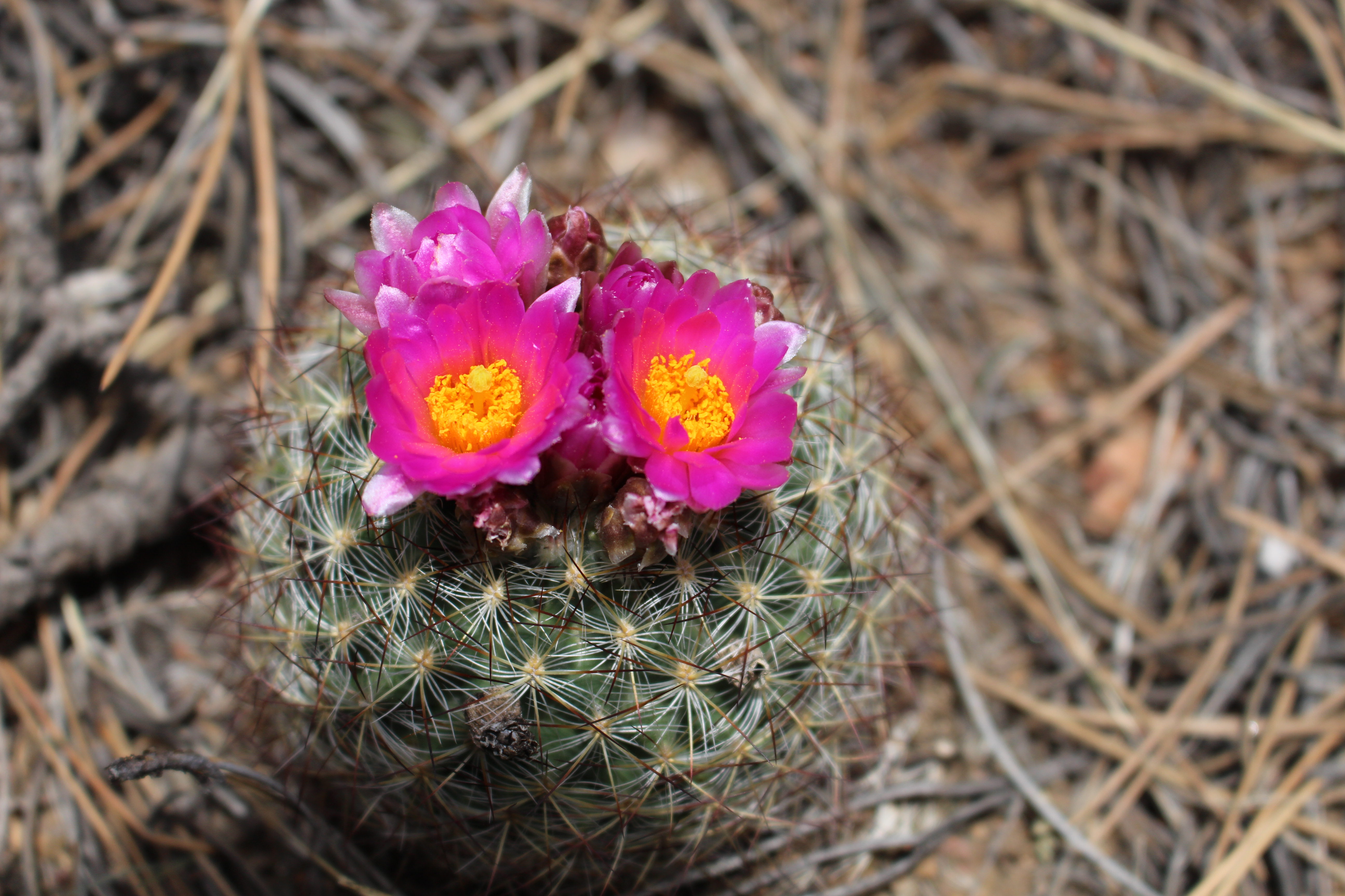 Macro and Micro Picture of the Day 2022-05-15