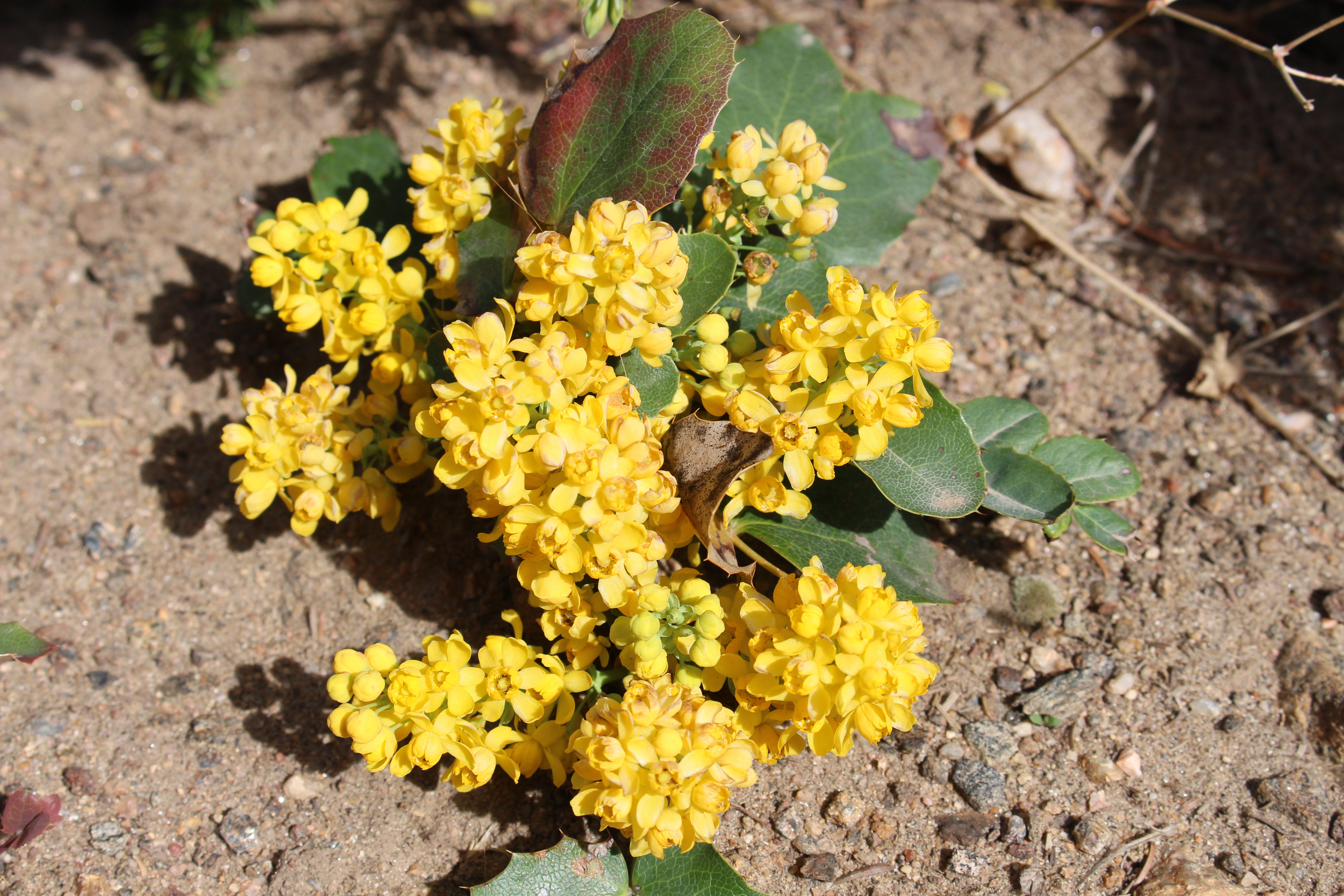 Macro and Micro Picture of the Day 2022-05-22