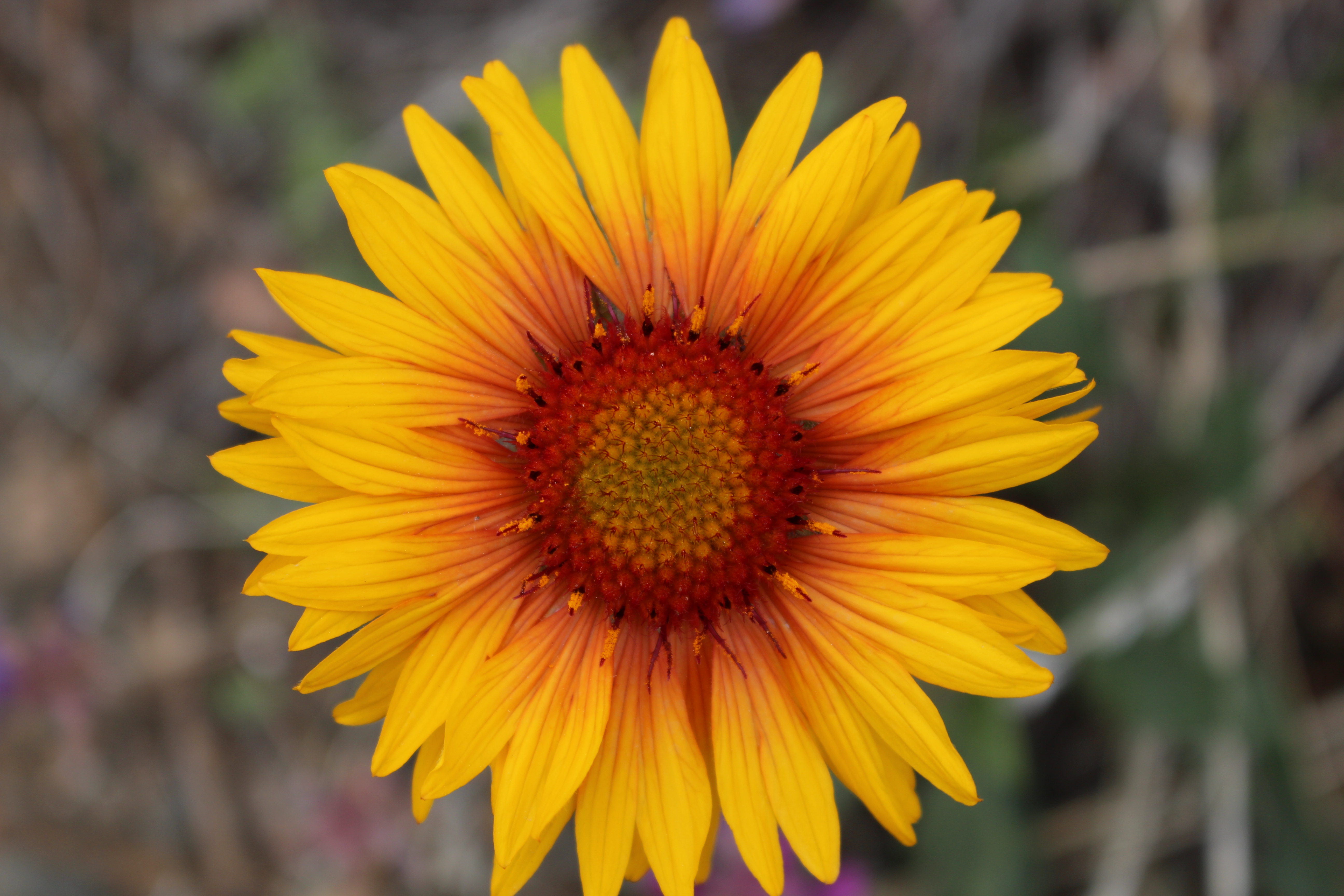 Macro and Micro Picture of the Day 2022-06-06