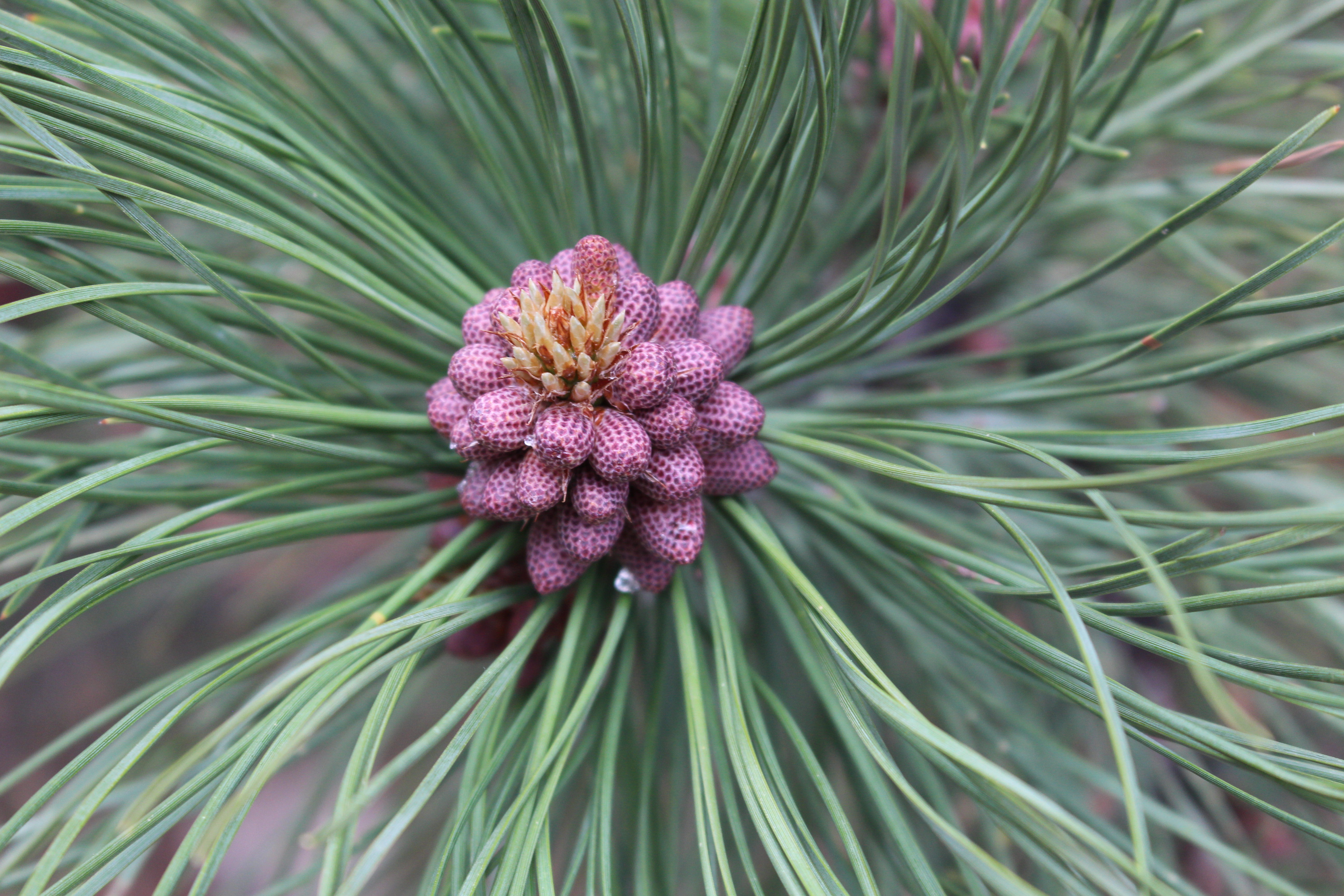 Macro and Micro Picture of the Day 2022-06-13