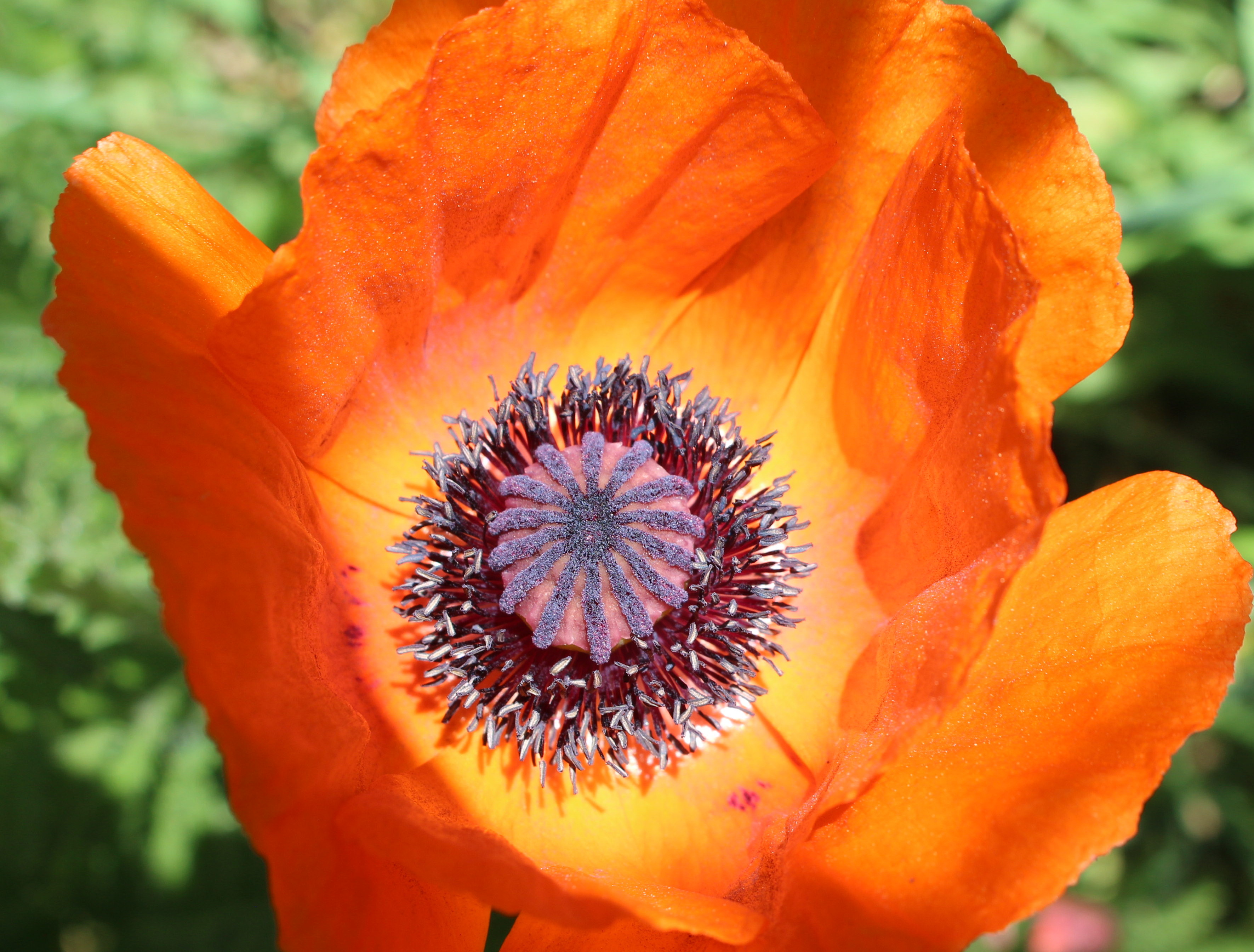 Macro and Micro Picture of the Day 2022-06-20