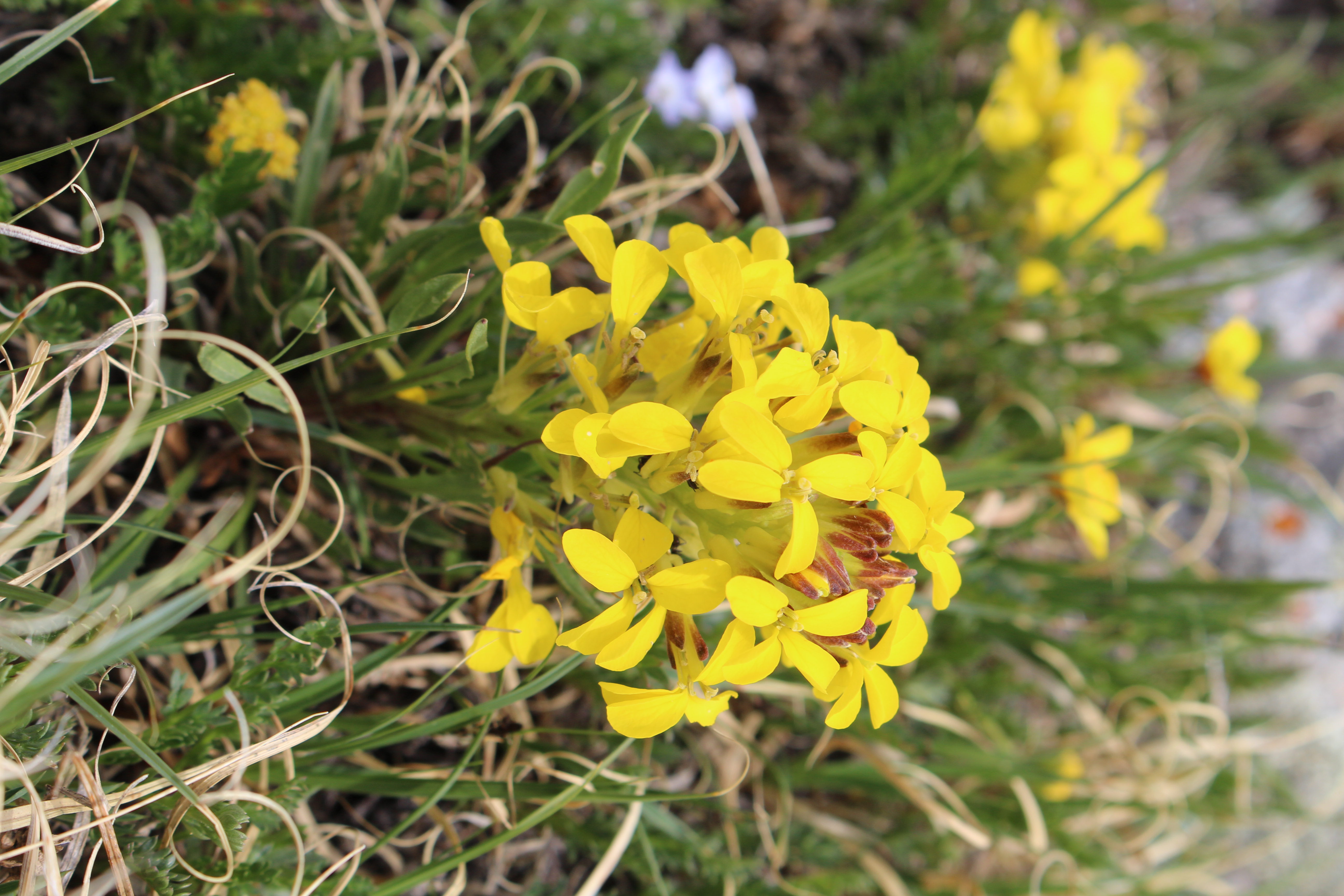 Macro and Micro Picture of the Day 2022-06-26