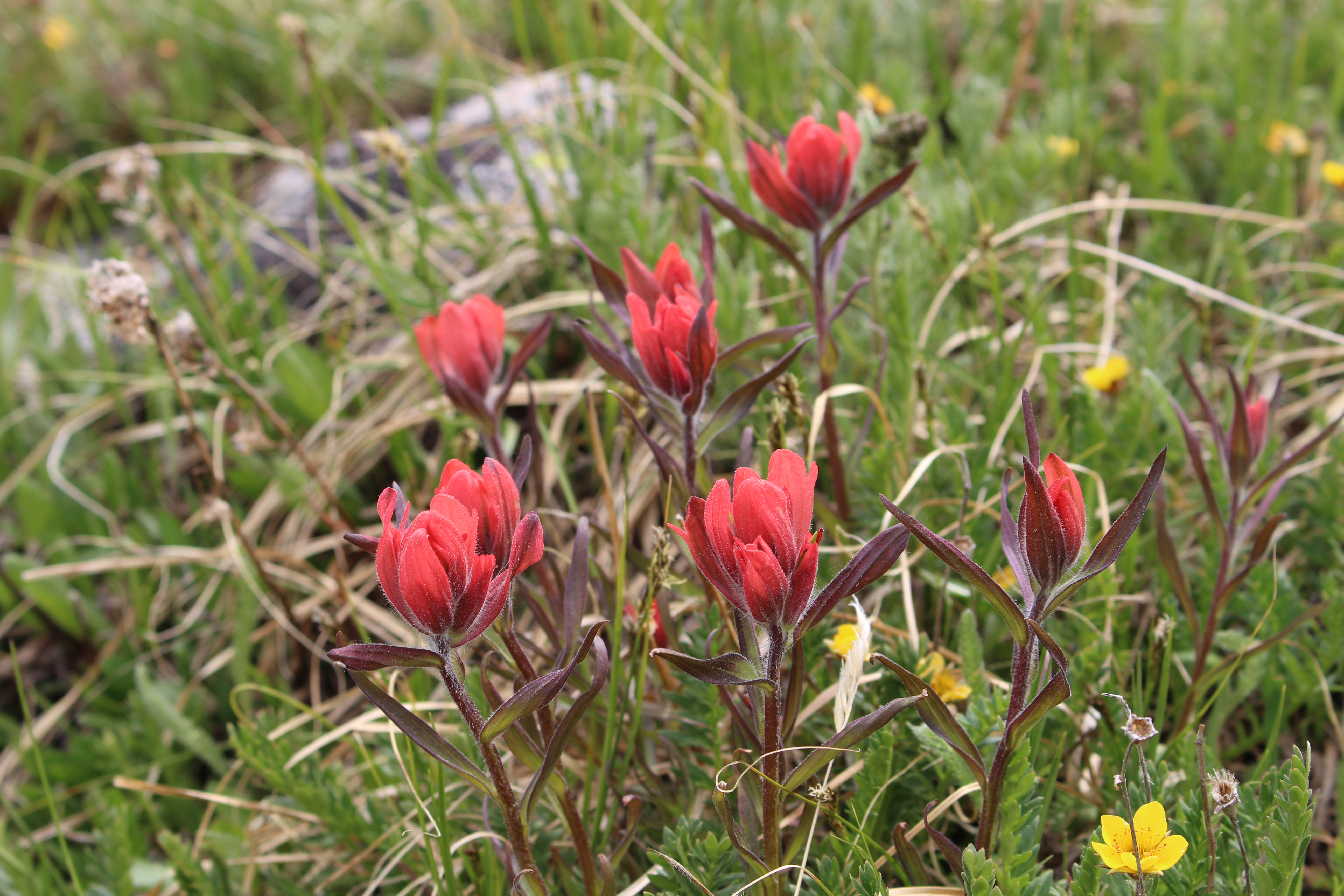 Macro and Micro Picture of the Day 2022-07-04