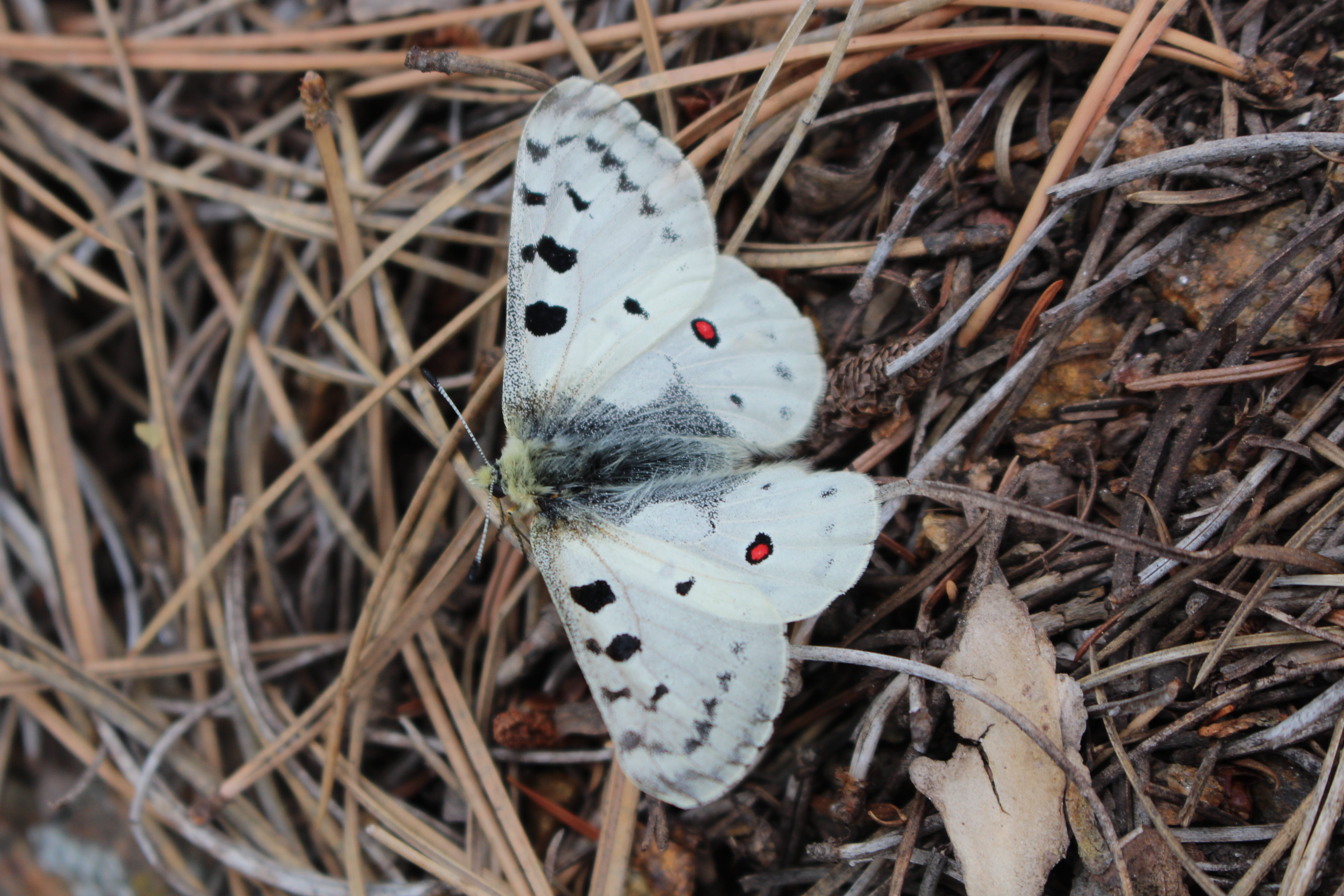 Macro and Micro Picture of the Day 2022-07-04