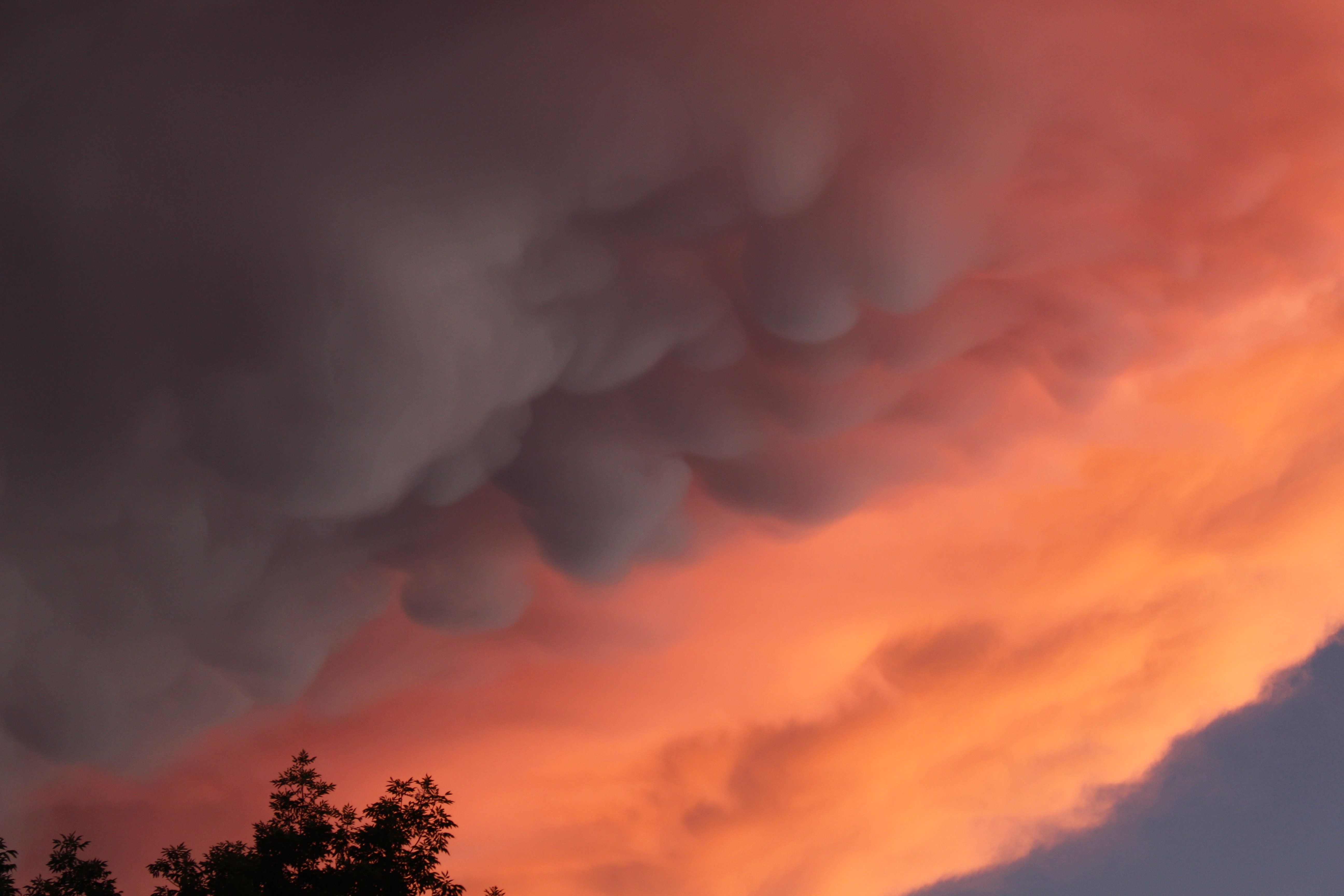 Macro and Micro Picture of the Day 2022-08-28