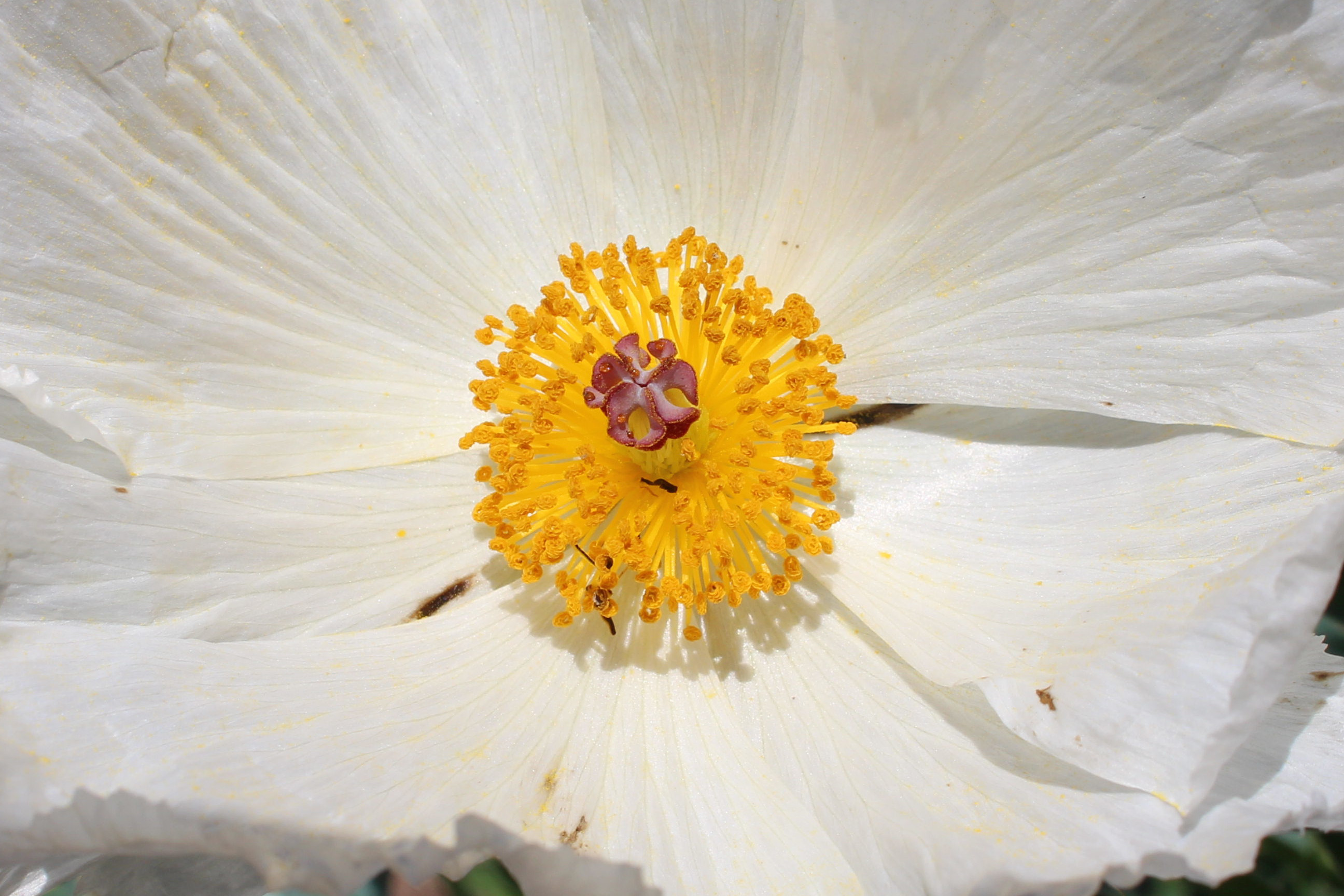 Macro and Micro Picture of the Day 2022-09-04