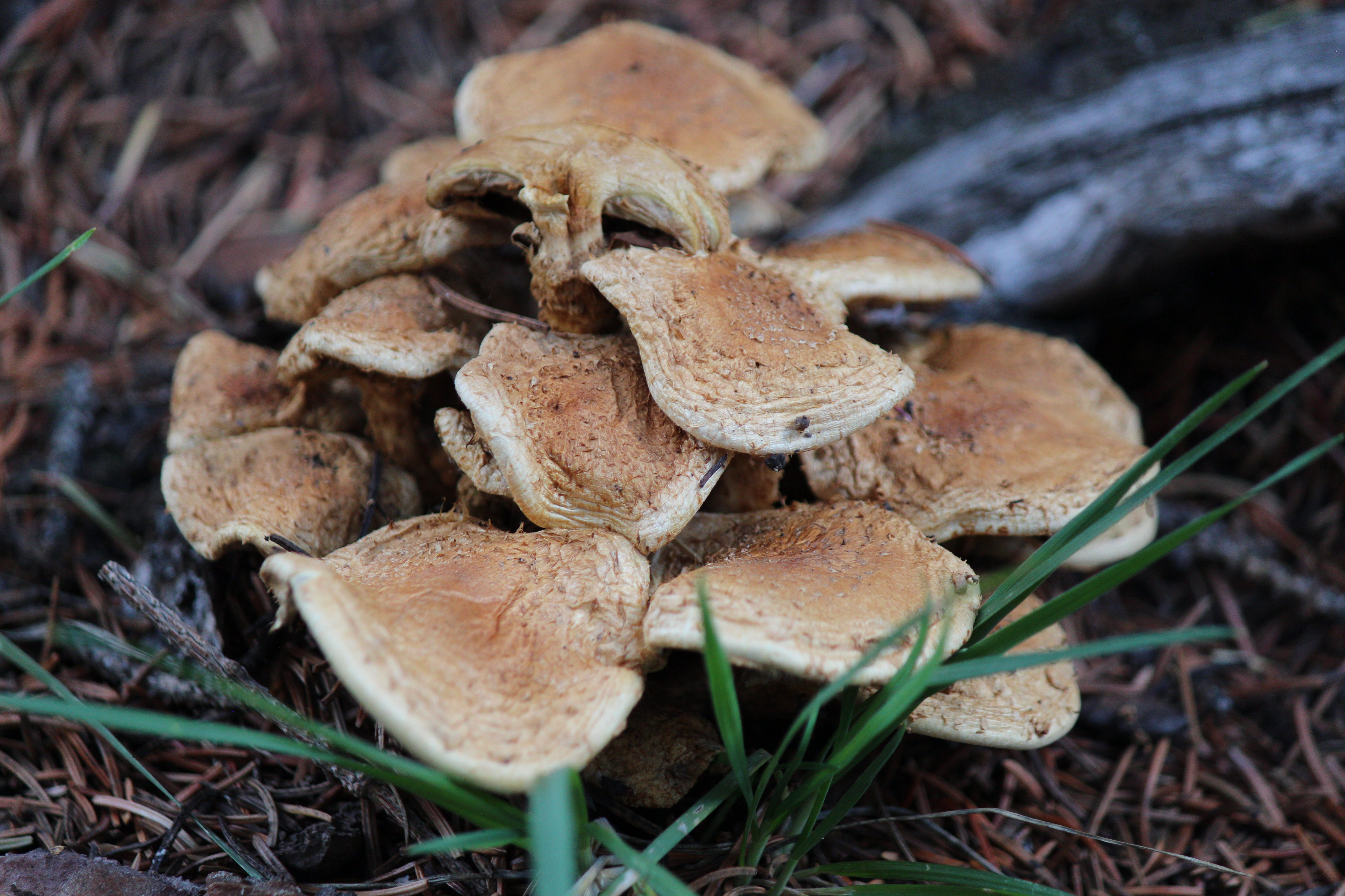 Macro and Micro Picture of the Day 2022-09-11