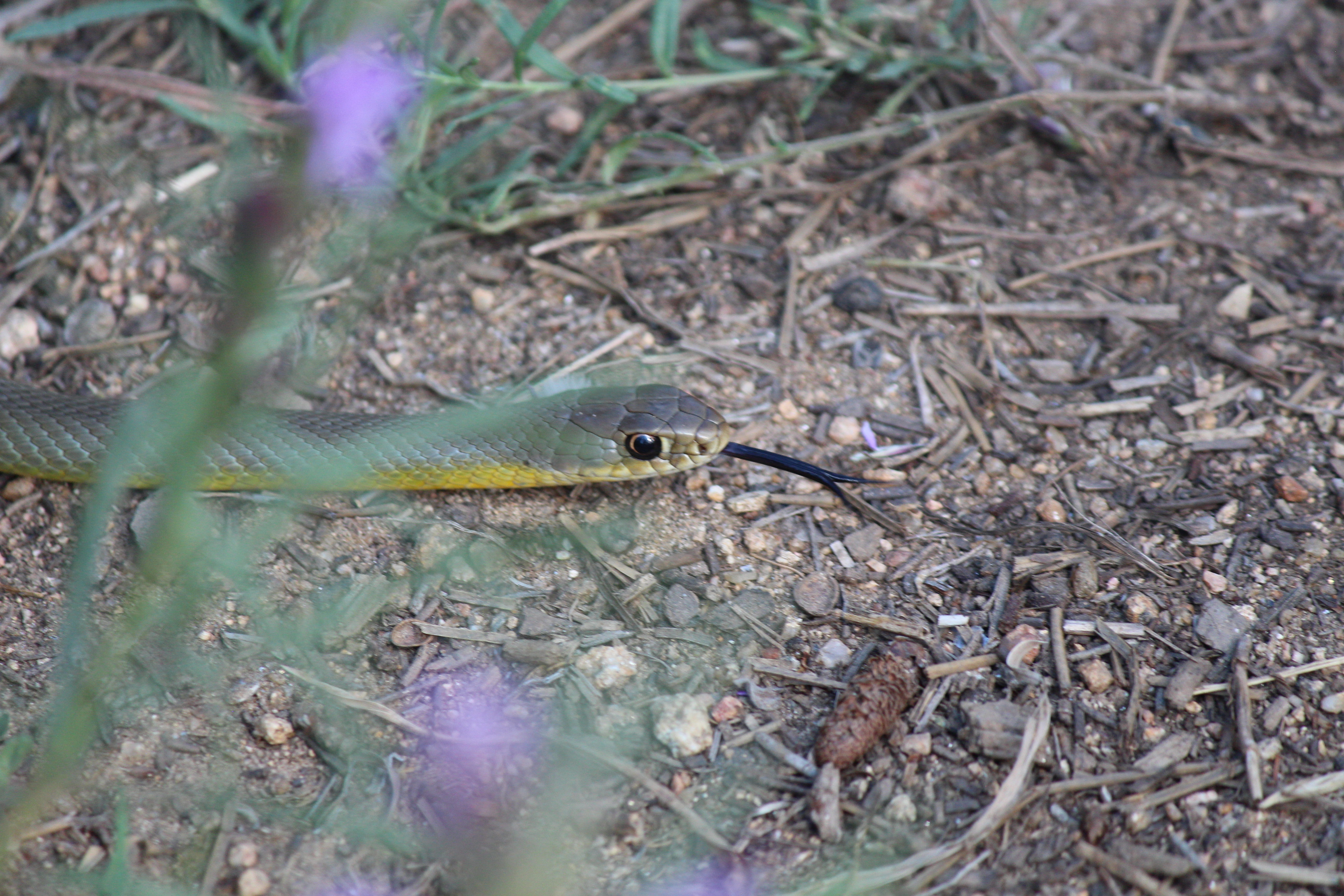 Macro and Micro Picture of the Day 2022-09-18