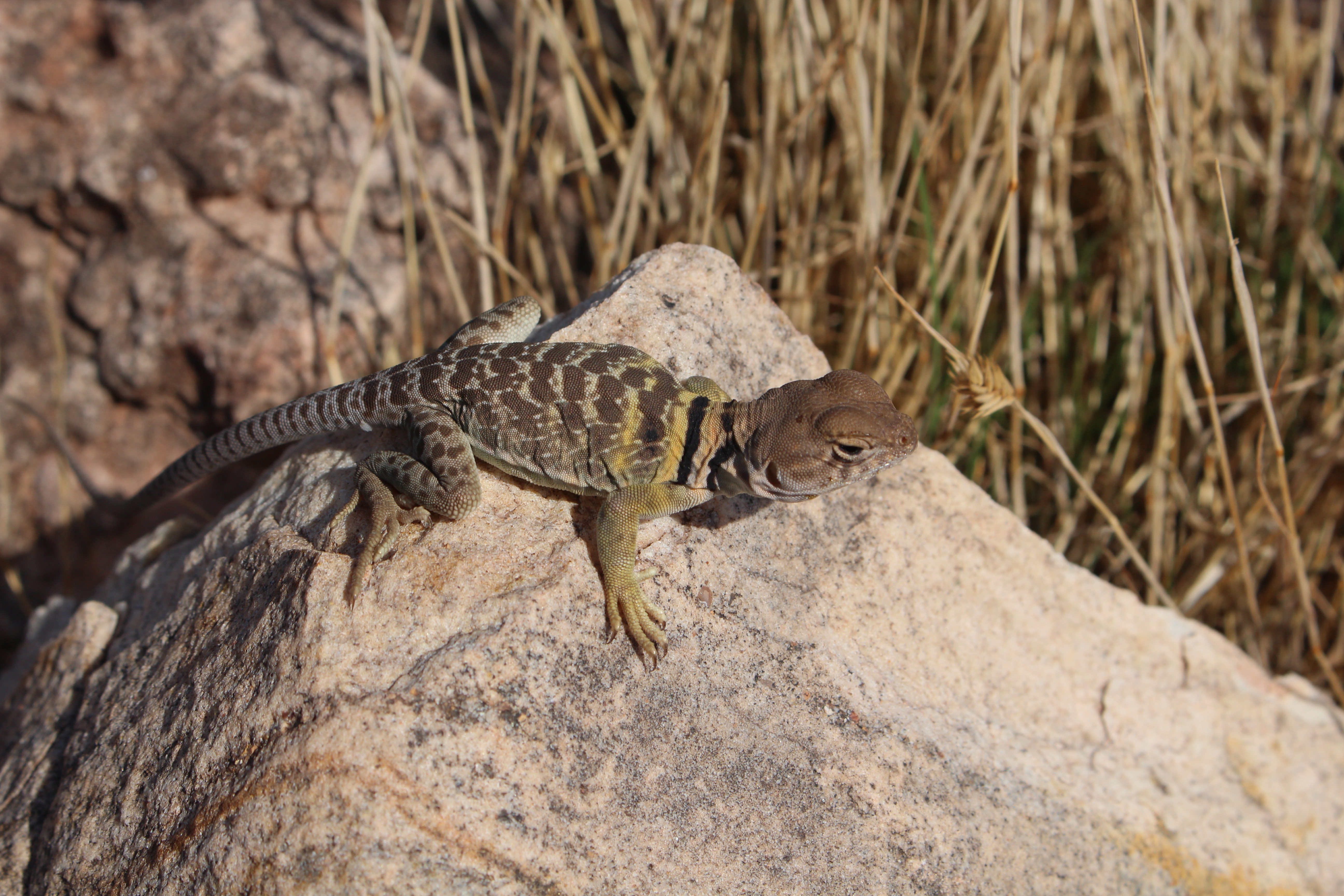 Macro and Micro Picture of the Day 2022-10-23