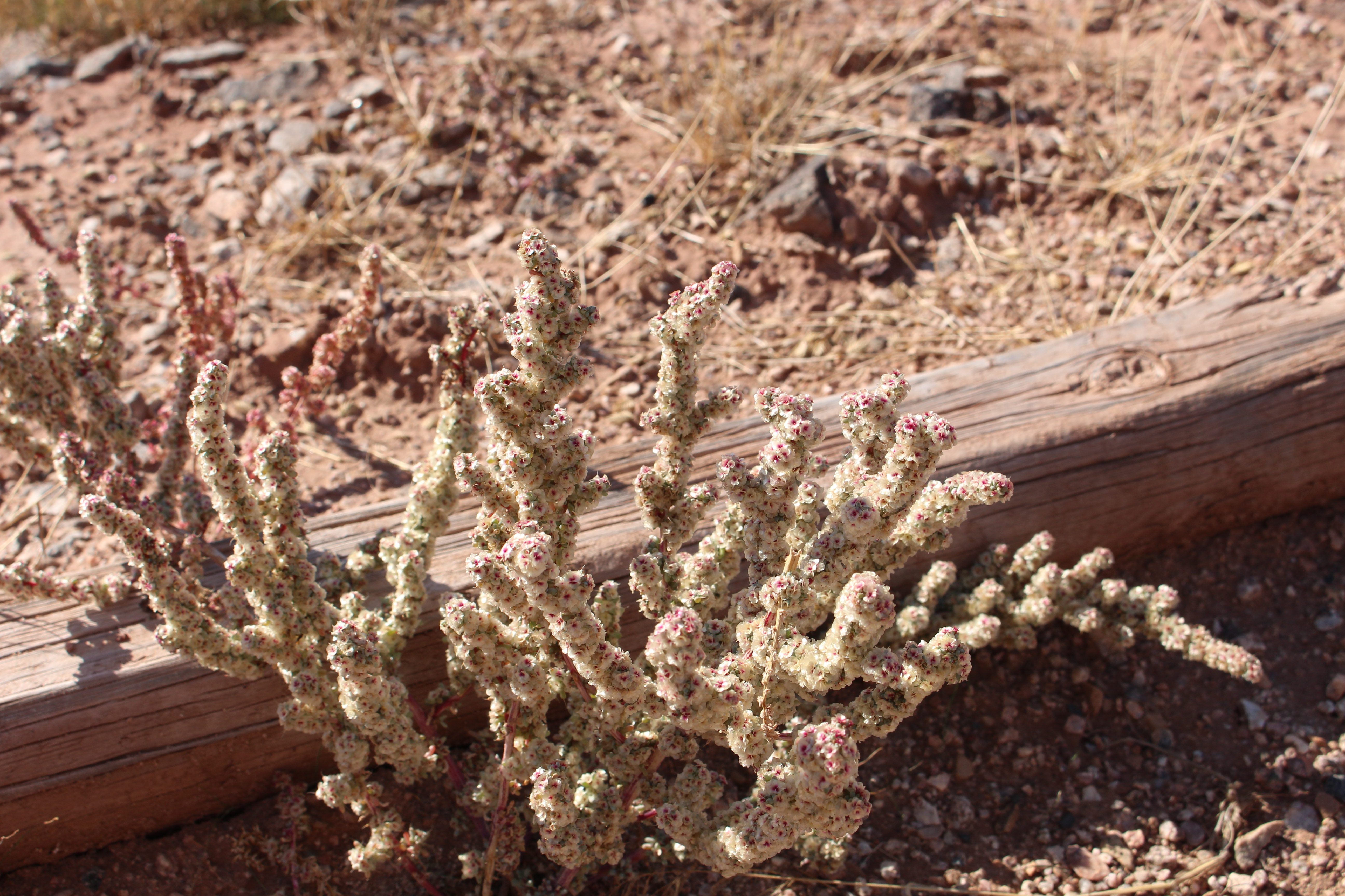 Macro and Micro Picture of the Day 2023-01-15