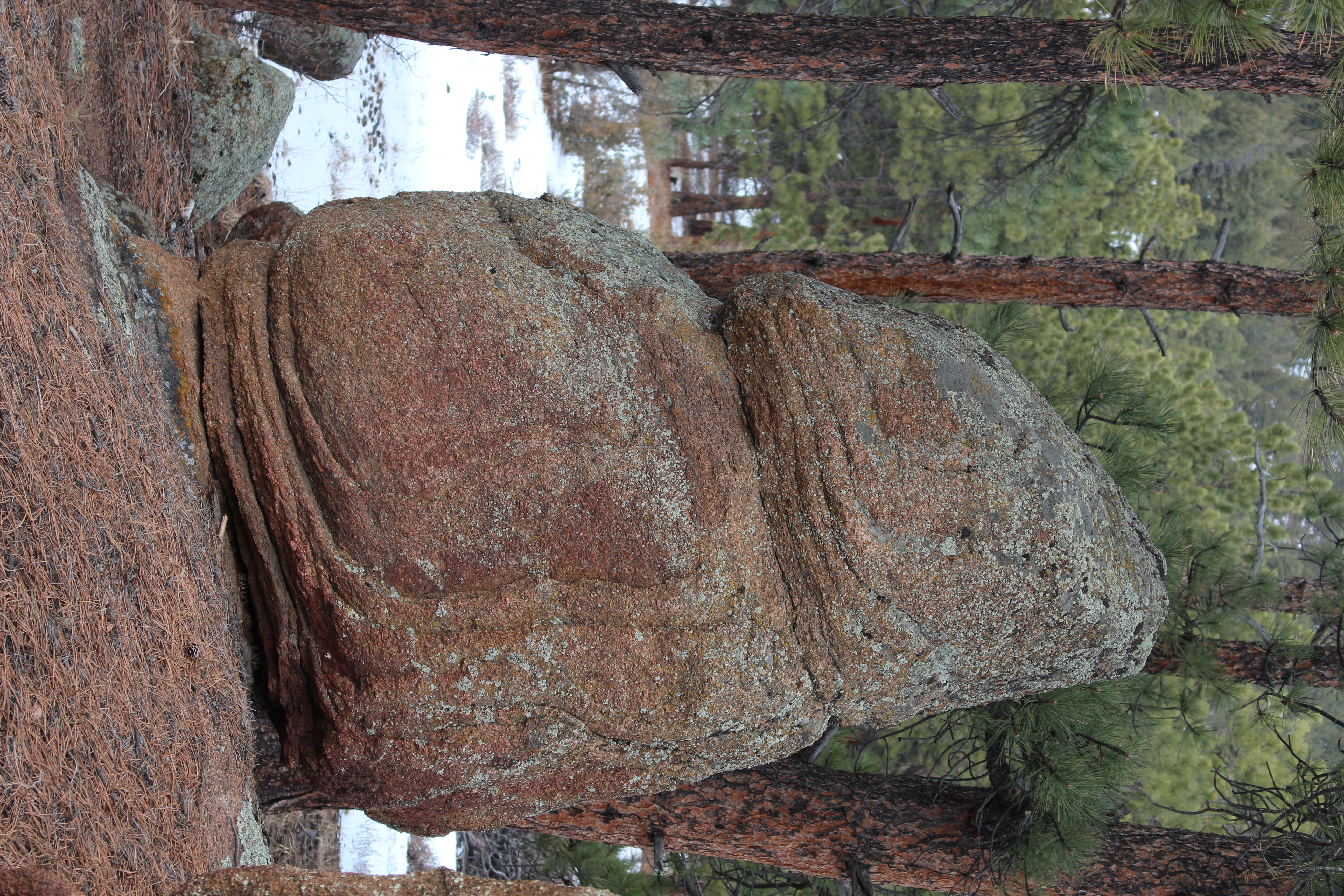 Macro and Micro Picture of the Day 2023-02-08