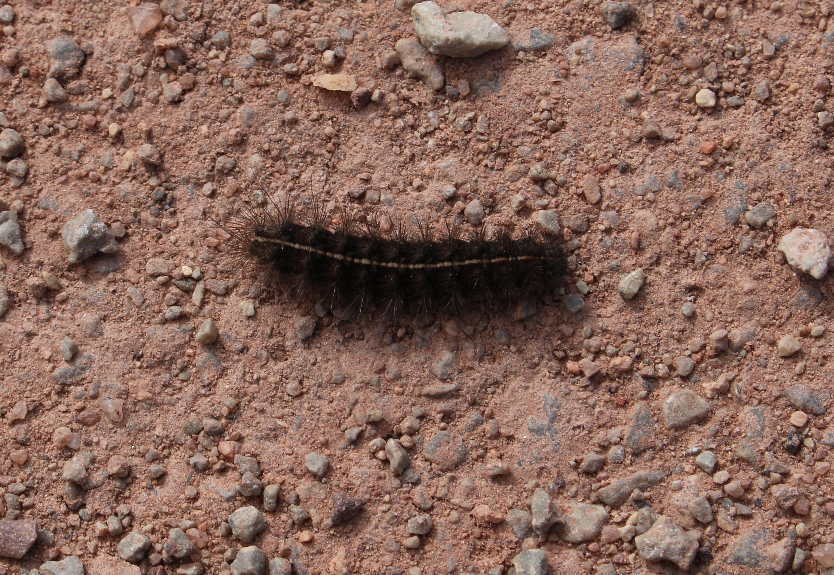 Macro and Micro Picture of the Day 2023-03-12